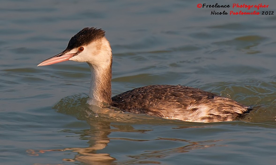svasso maggiore in mare aperto