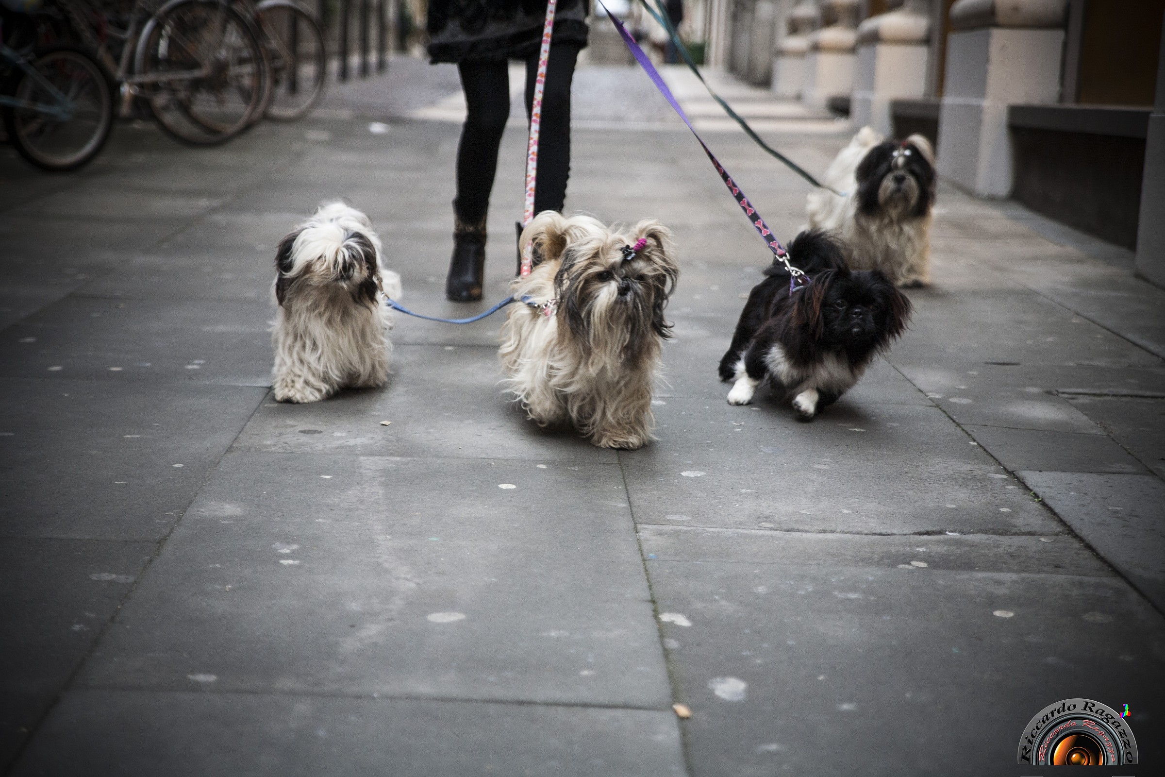 the charge of the dwarves