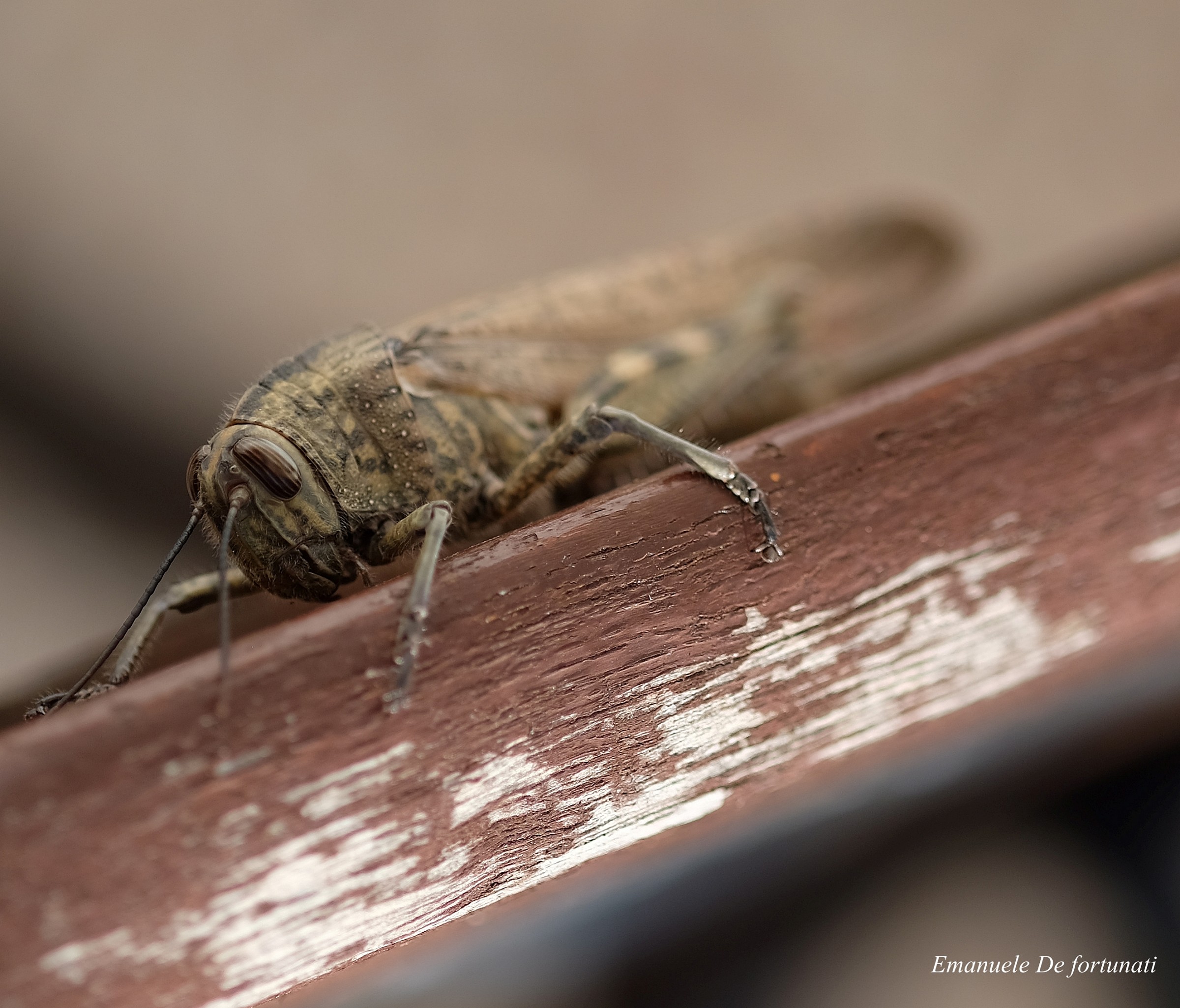 cavalletta fuori casa