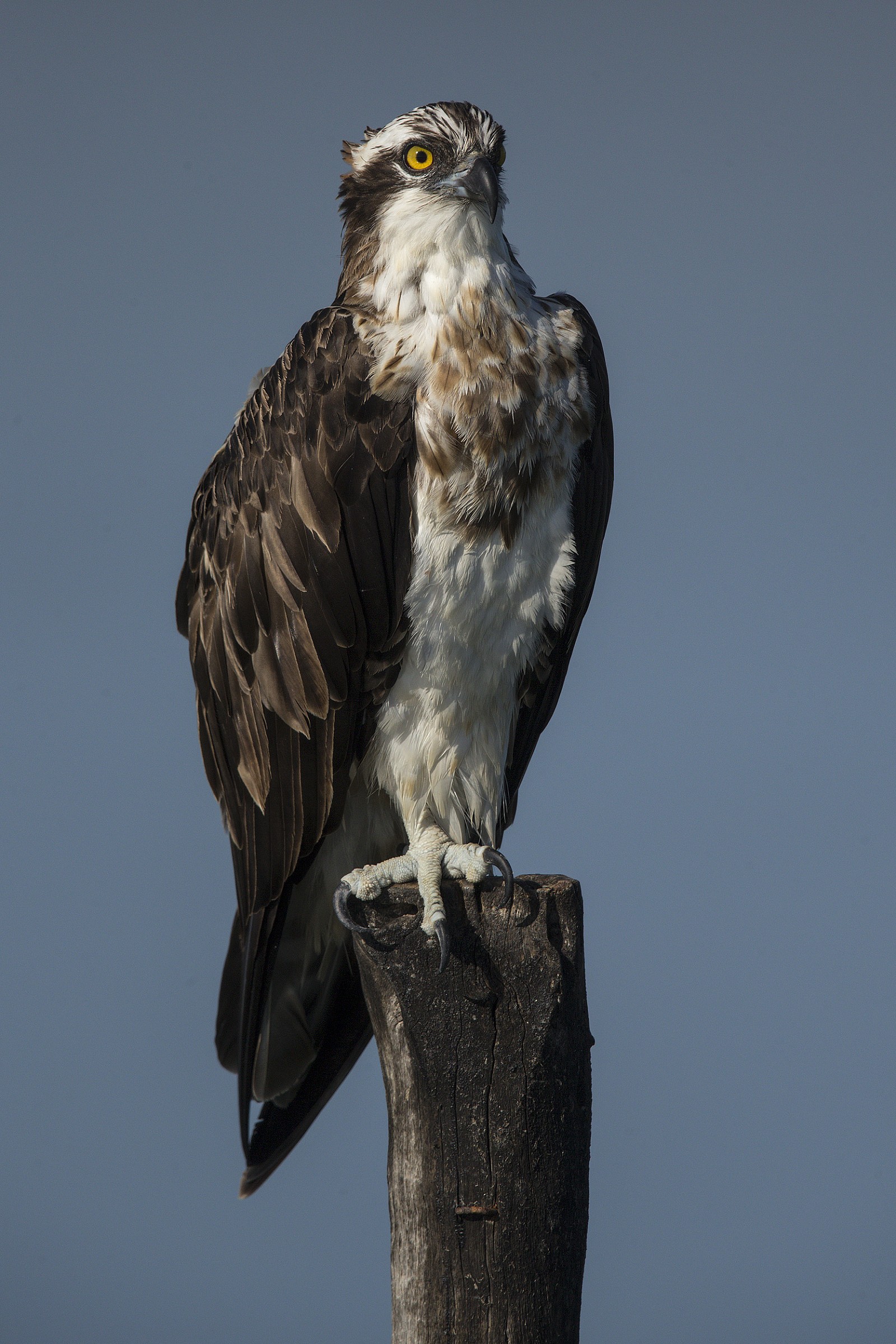 Falco pescatore ritratto