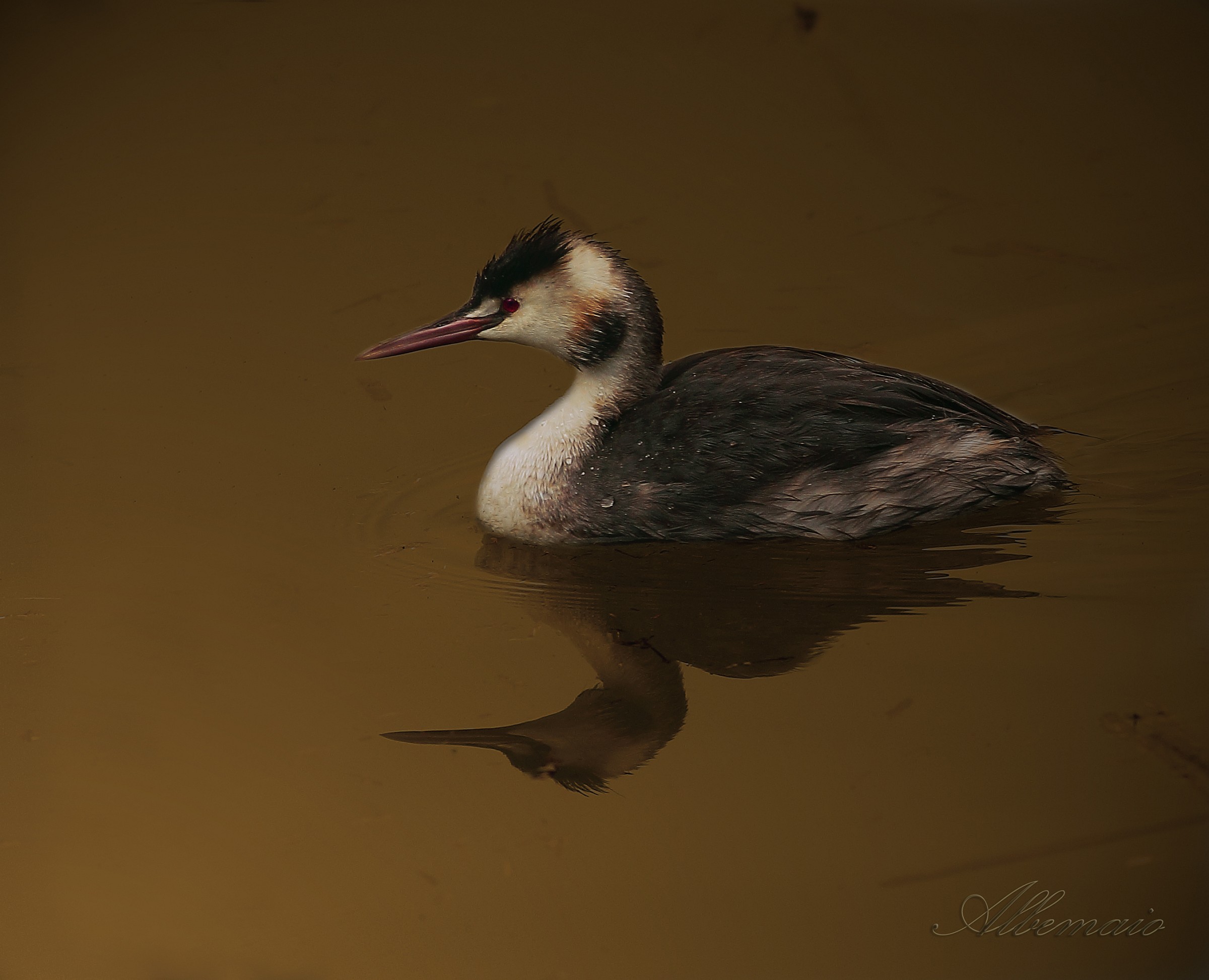 Great Crested Grebe the Last Light Of Day