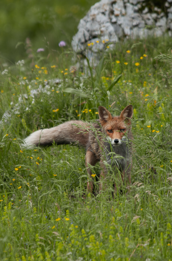 la volpe all'improvviso