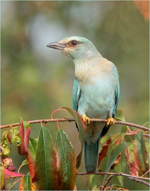 è una ghiandaia marina, x gli amici franco,enrico e c...