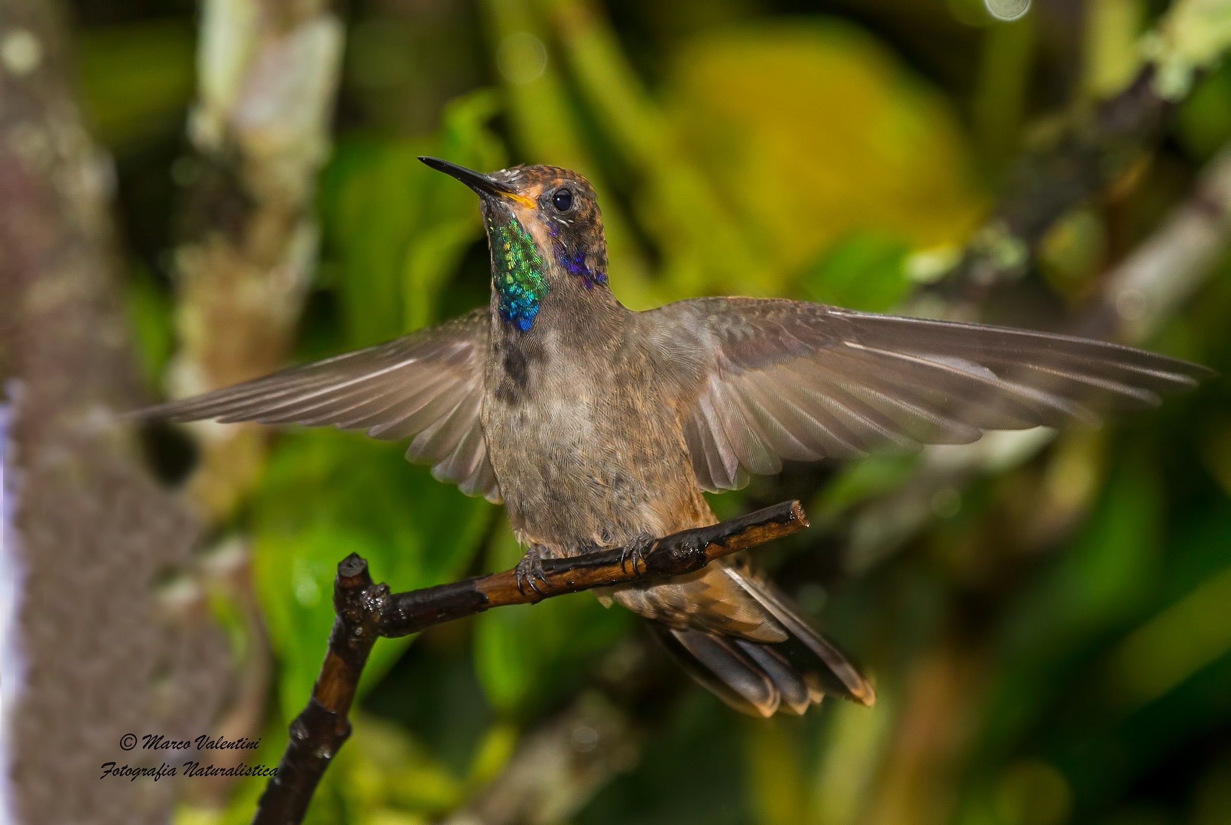 Landing hummingbird