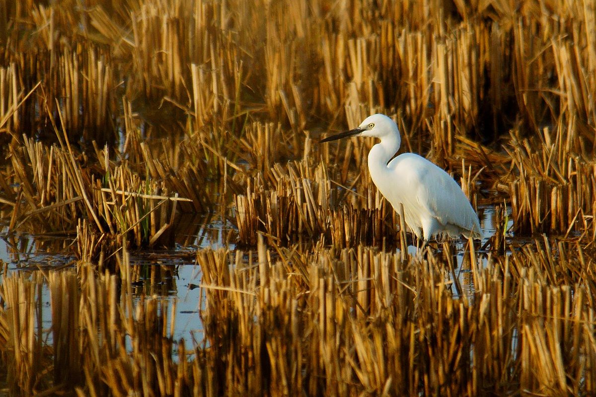 Egret