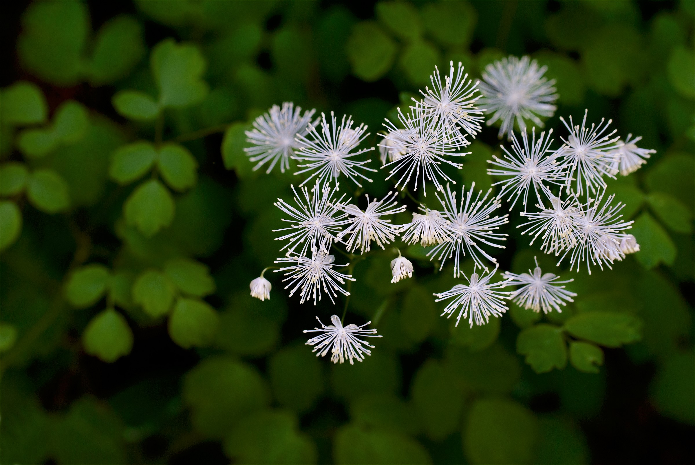 Thalictrum aquilegifolium