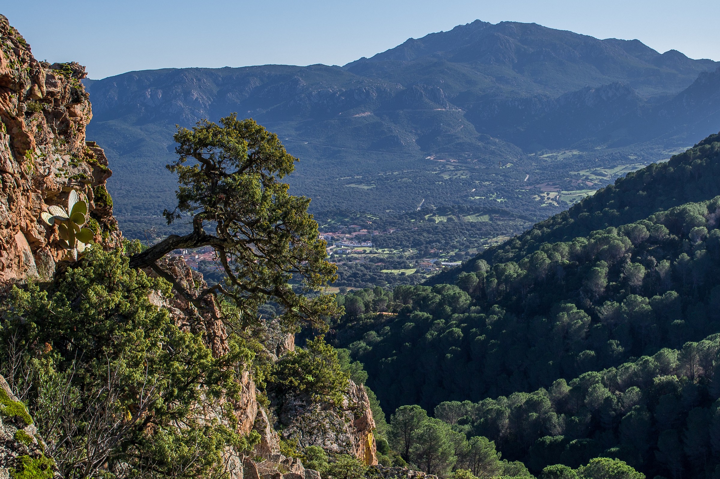 Clinging to the rocks