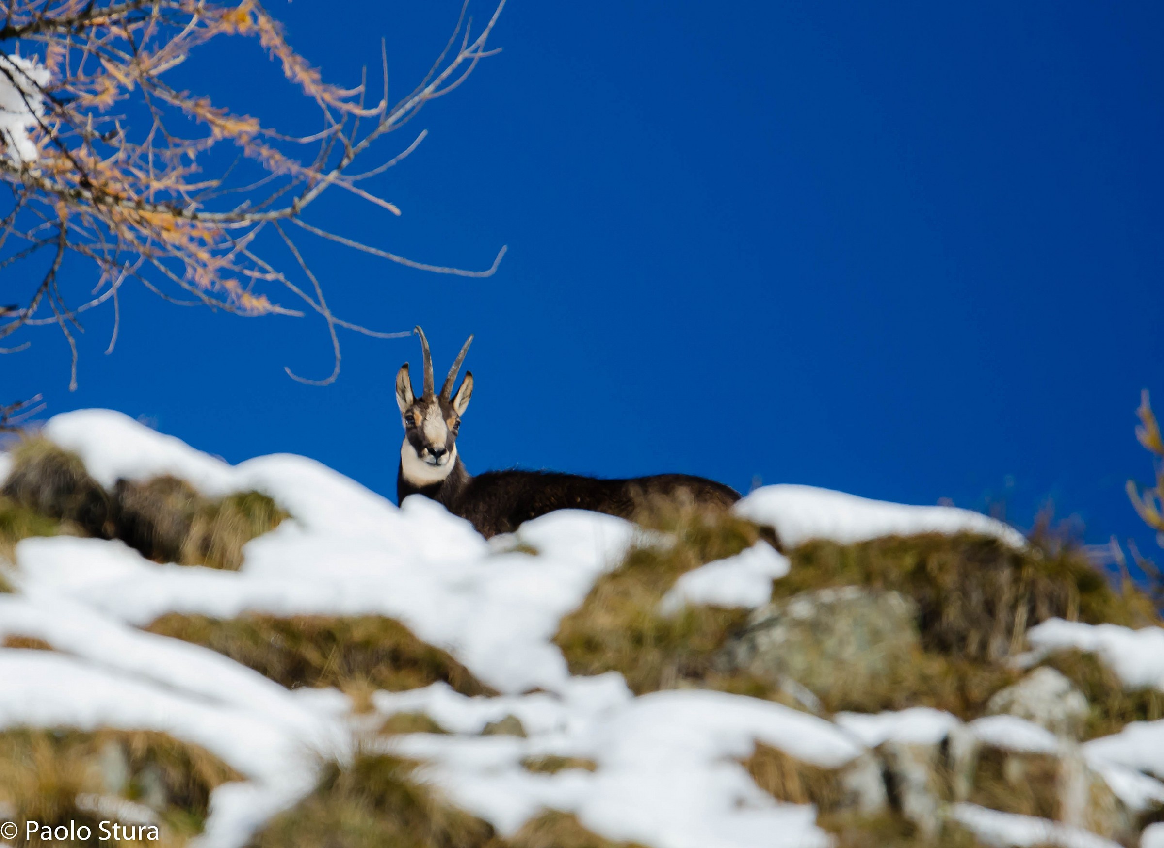 Chamois