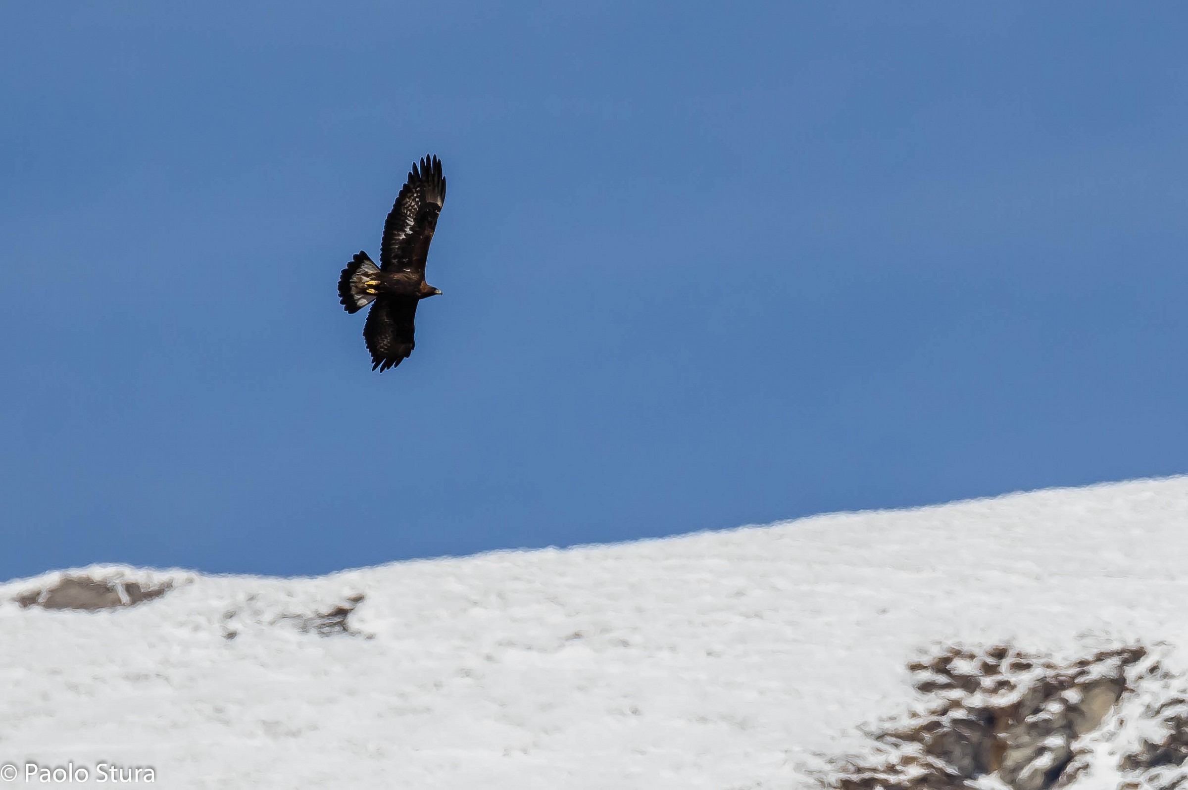 Golden Eagle
