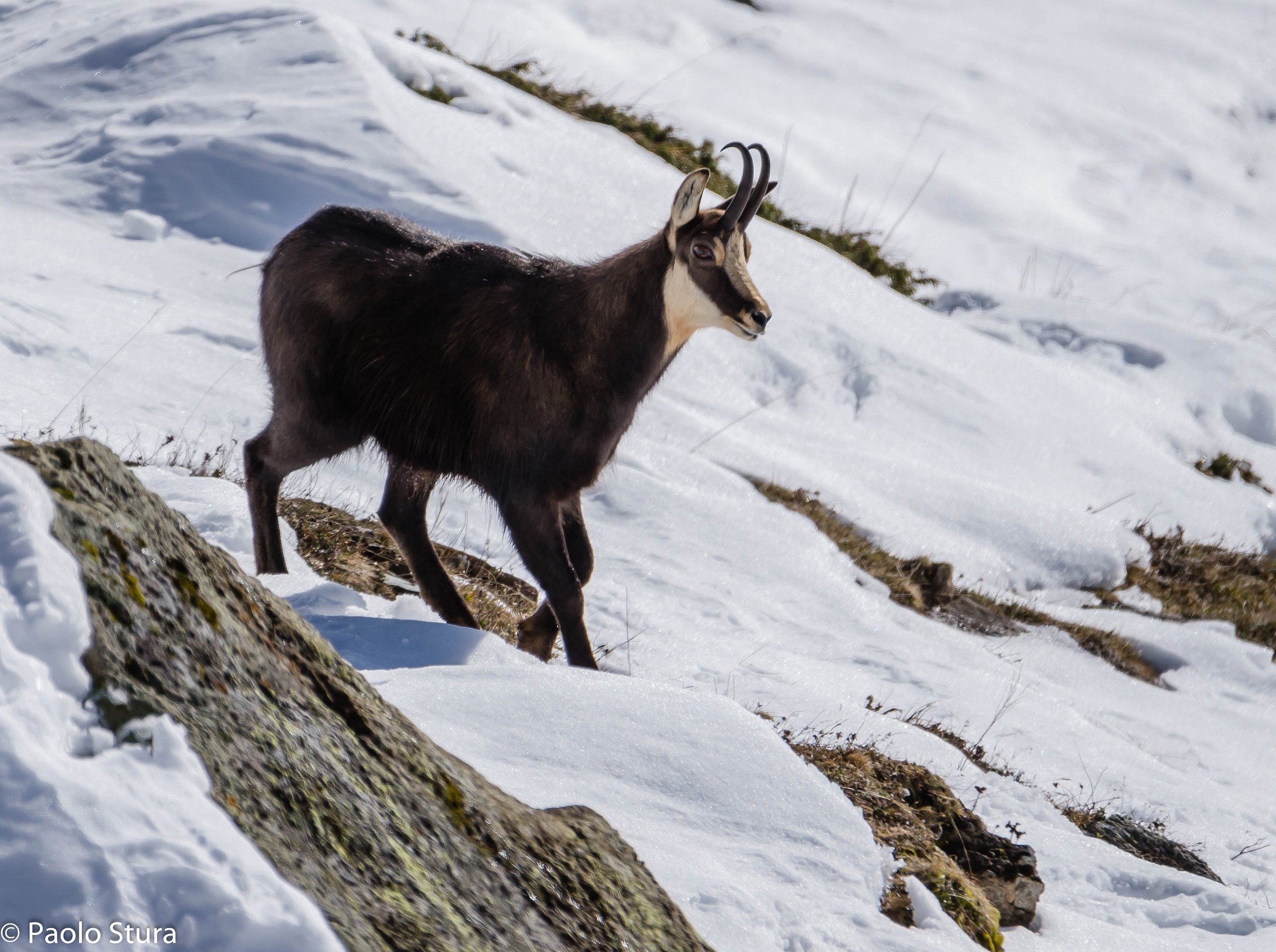 Chamois