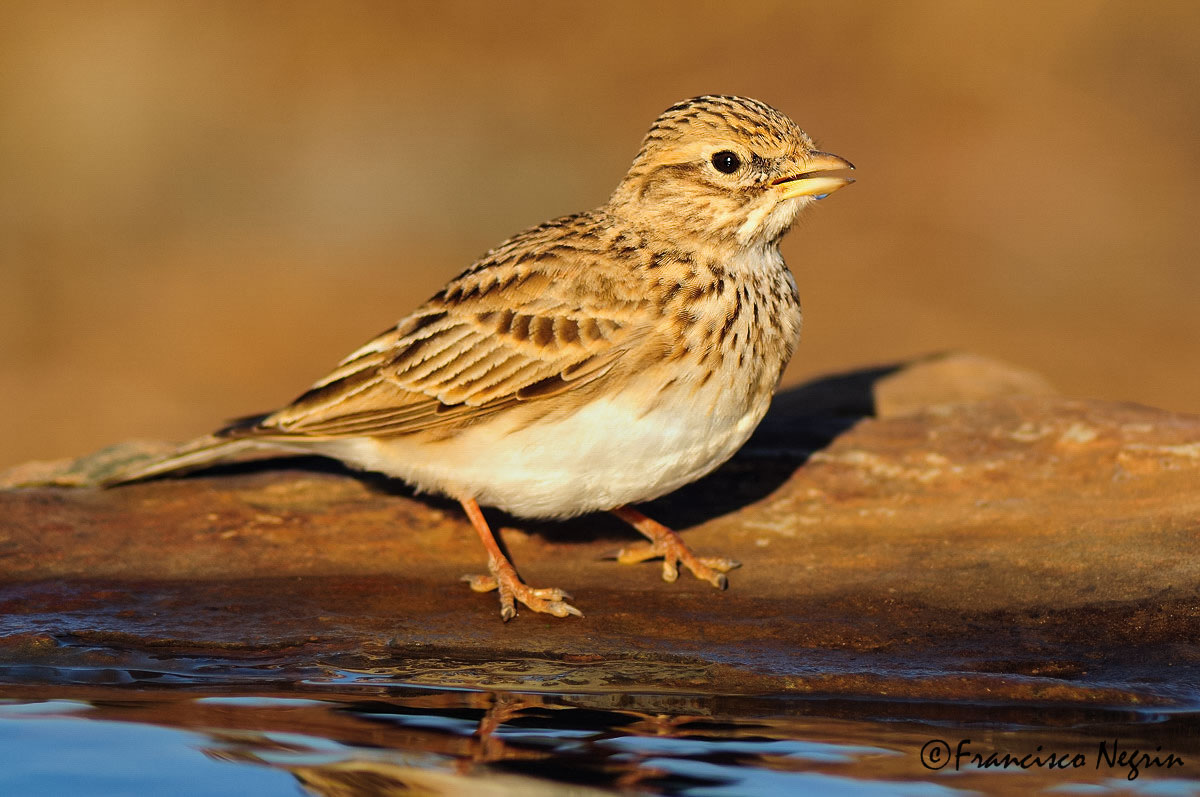 Lesser short-toed lark