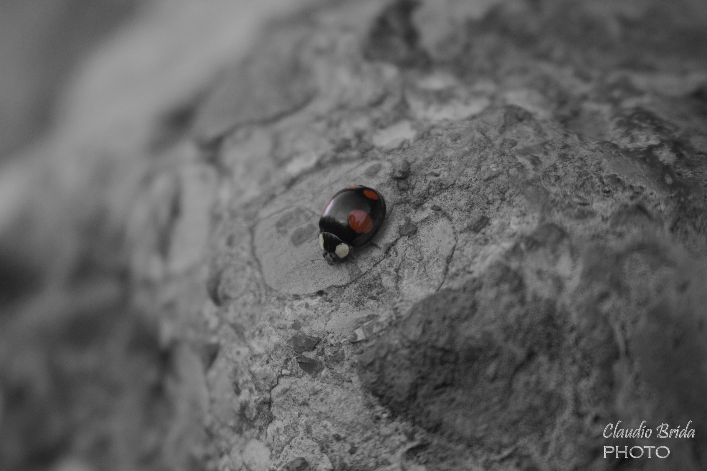 Ladybug