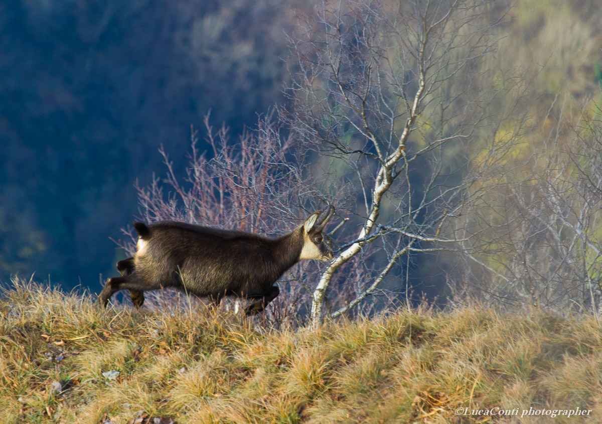 Chamois in love