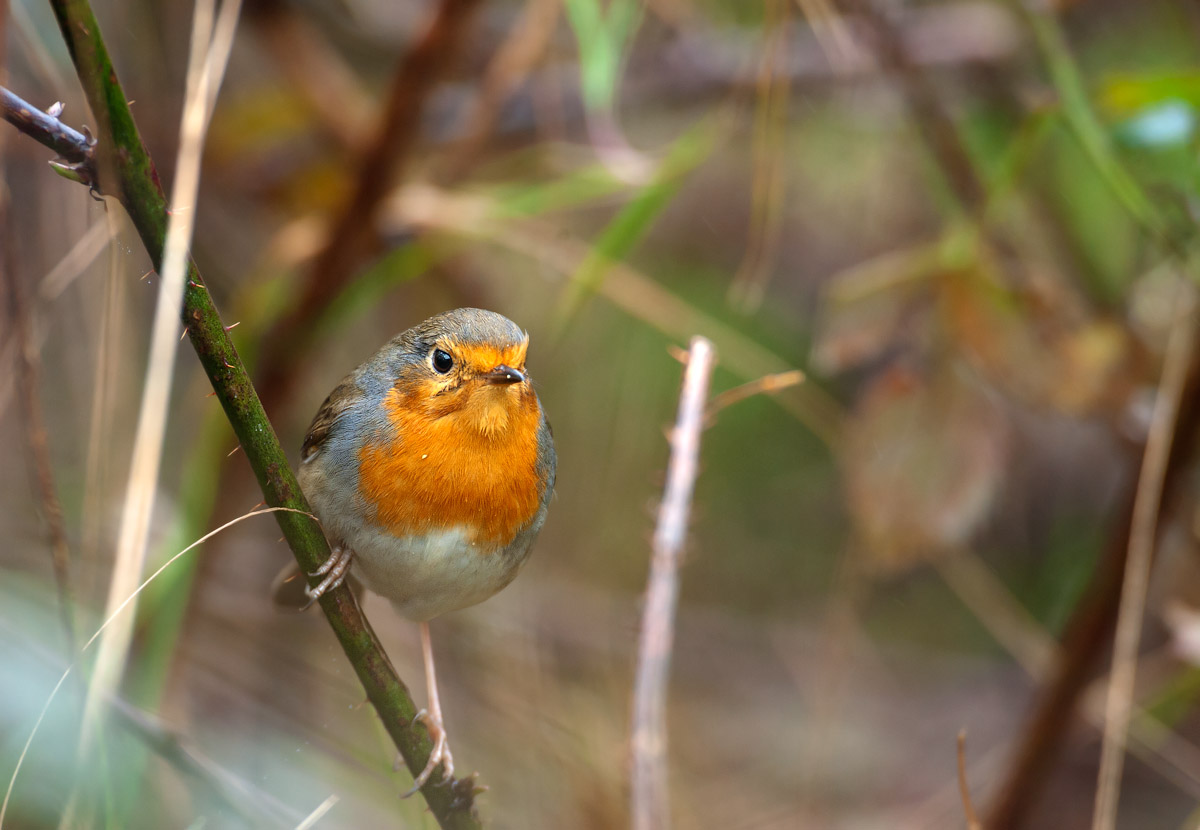 Erithacus rubecula (Robin)