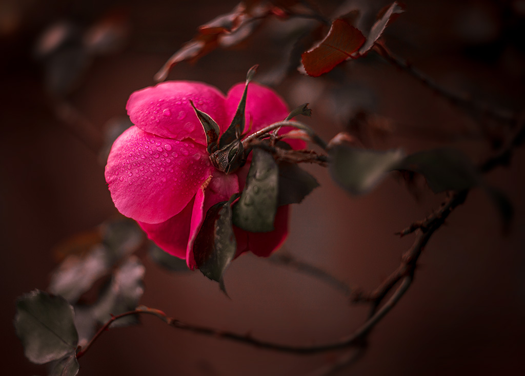 Pri_Hel_44_2_MG_9547