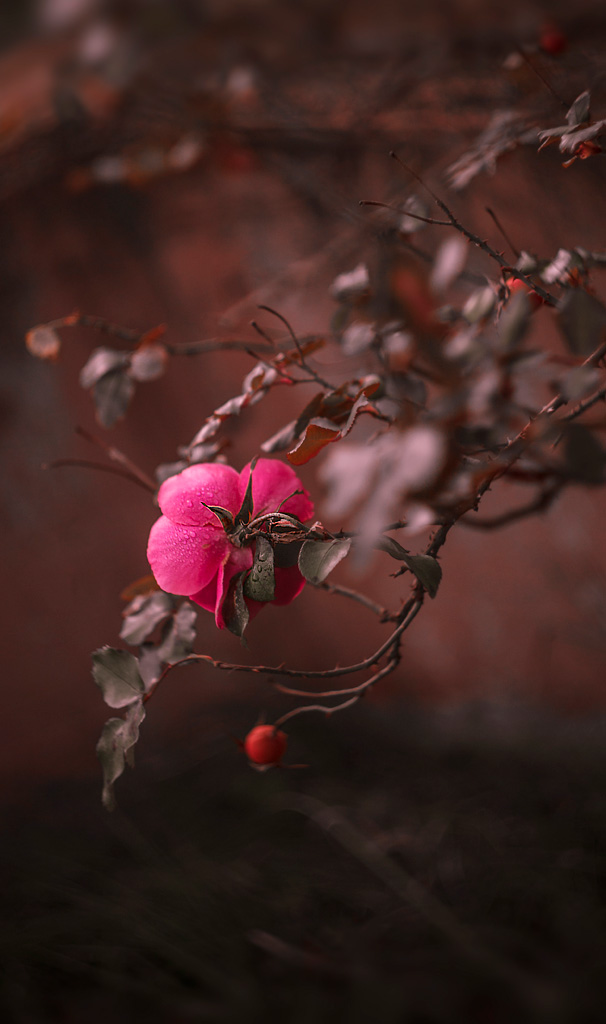 Pri_Hel_44_2_MG_9552