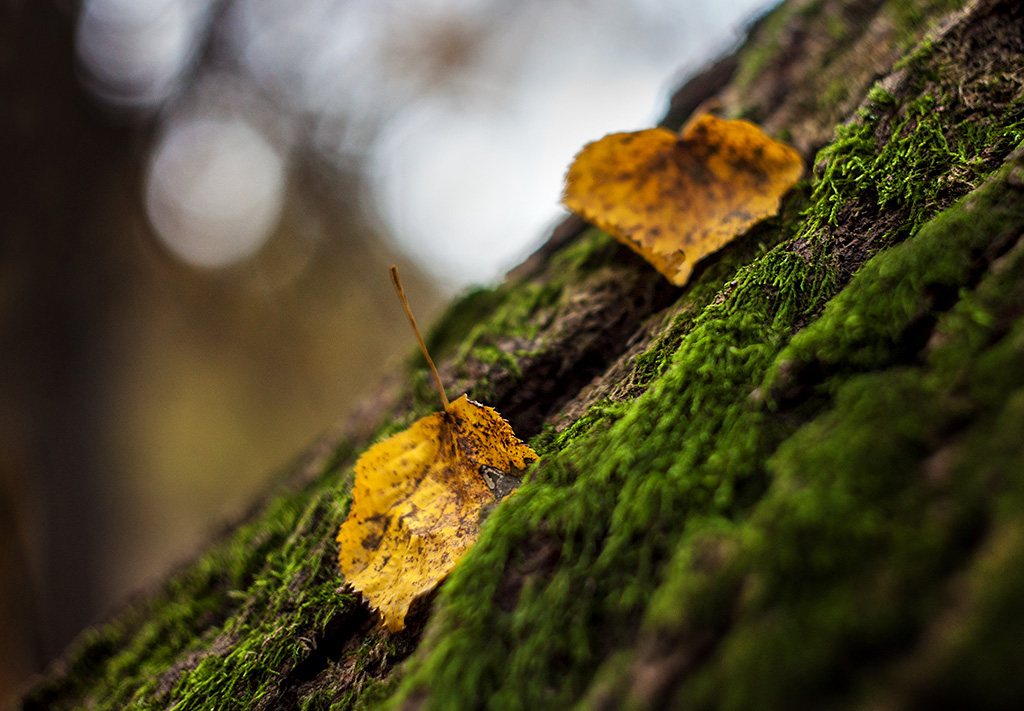 Pri_Helios 44_2_mg_9361