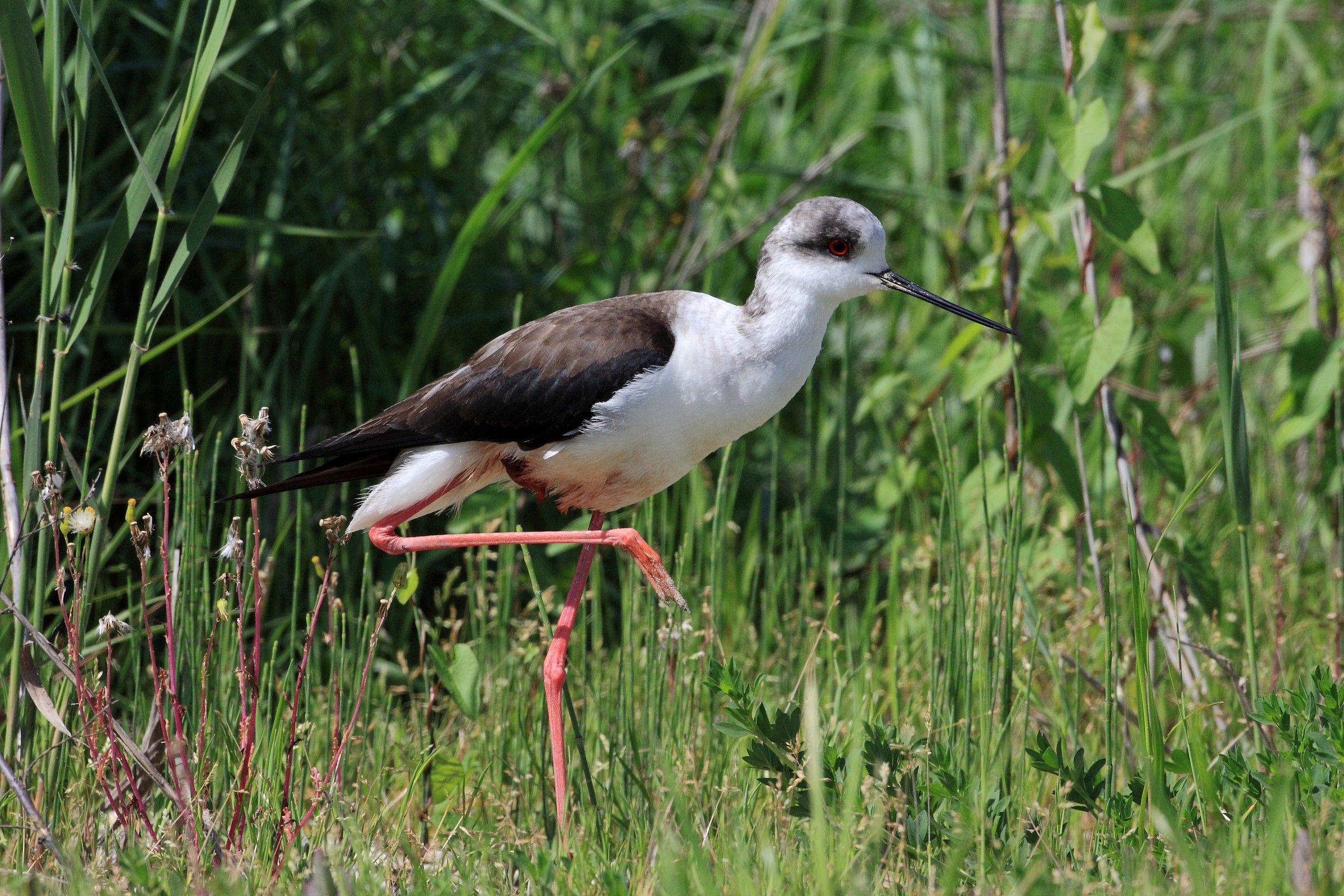 cavalier d'Italia ferito