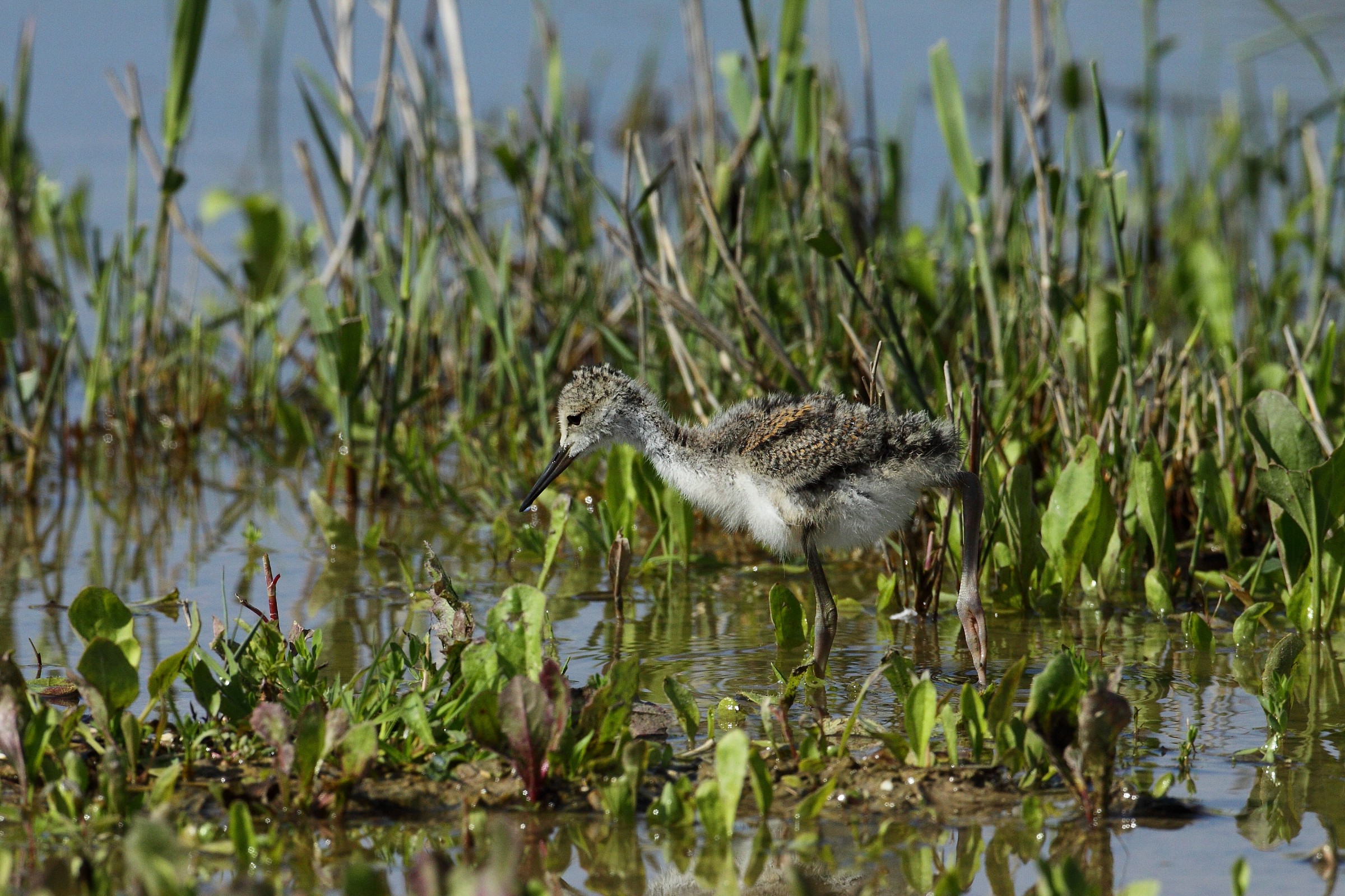pullus cavaliere d'Italia