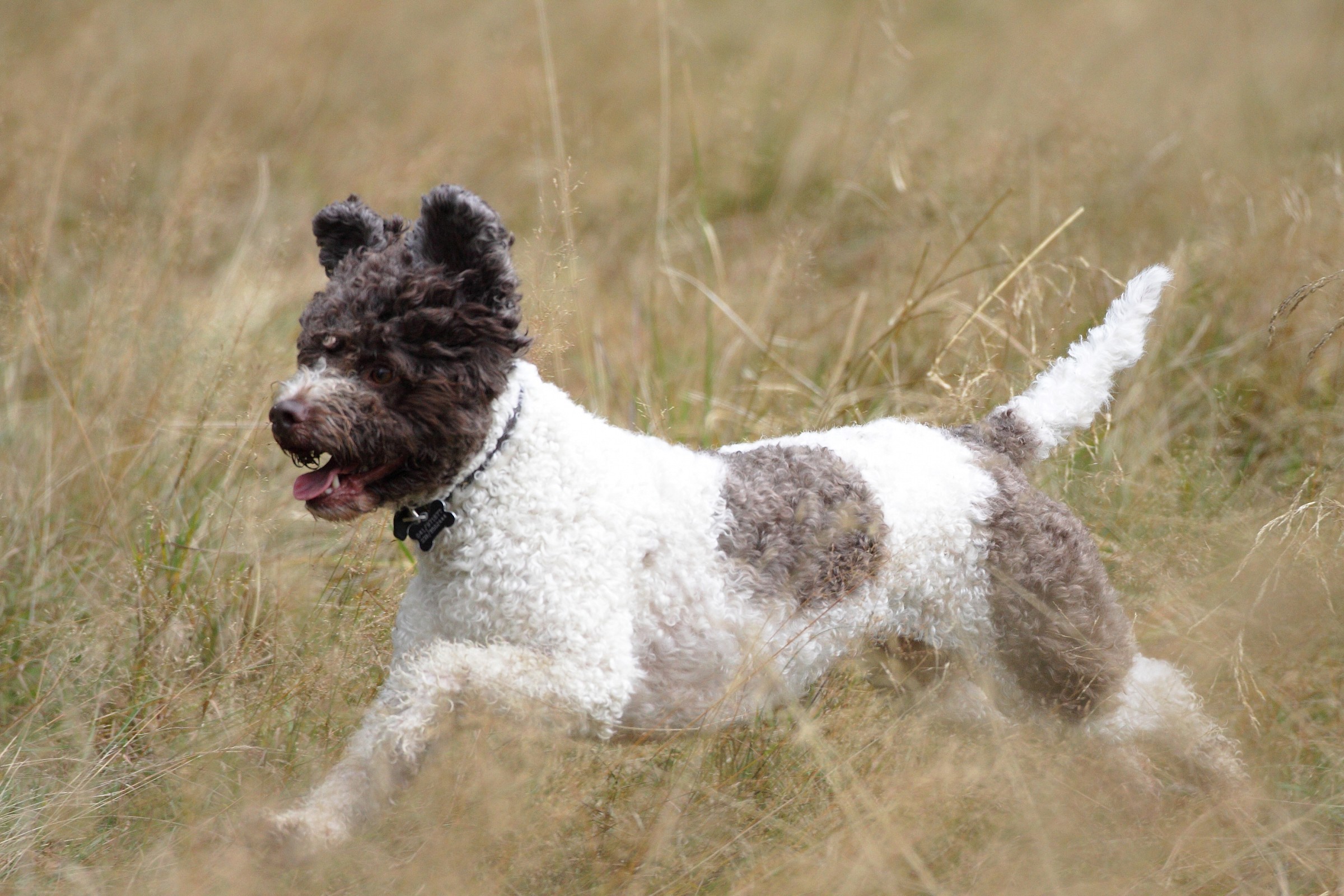 Lagotto Romagnolo