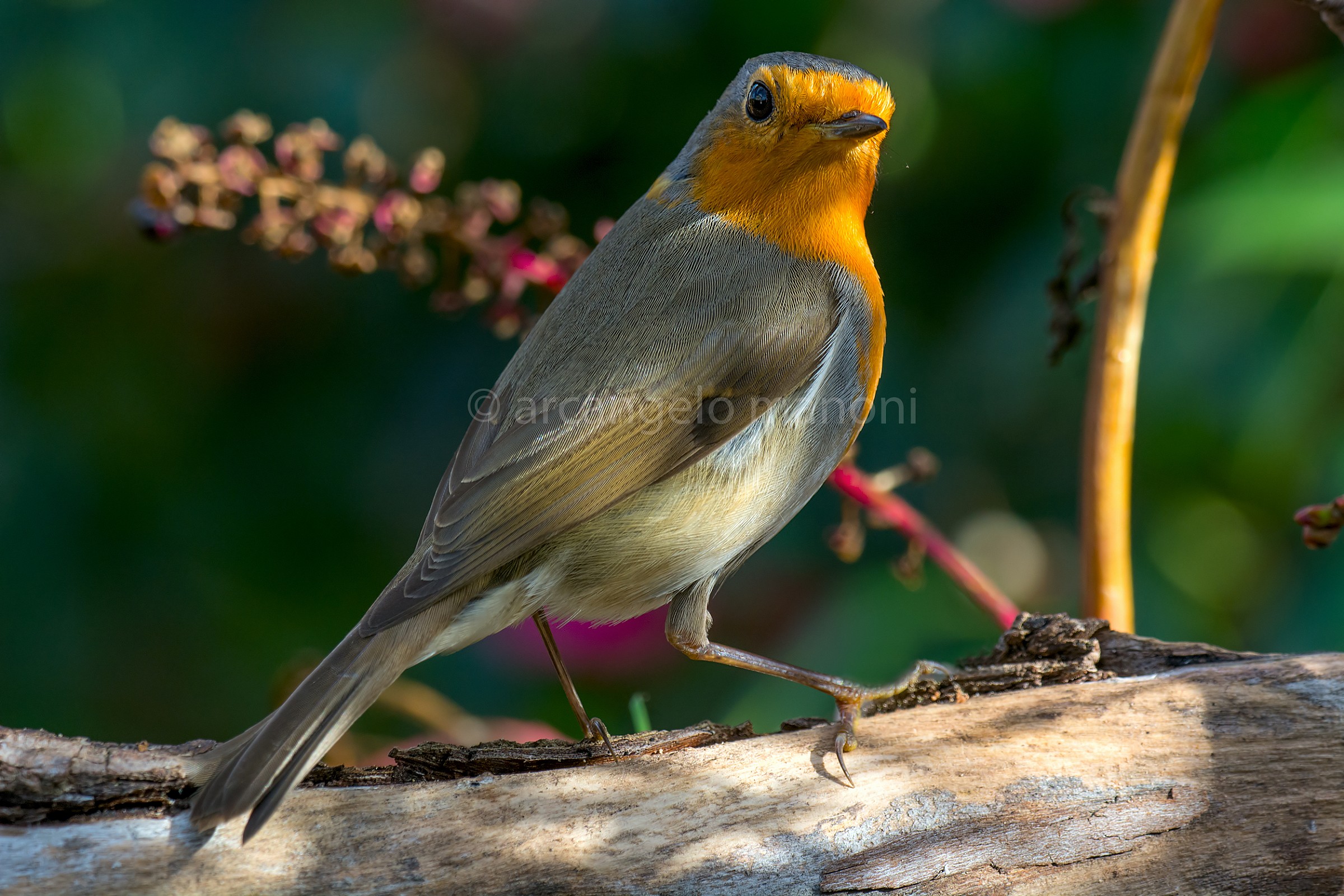 Nel cuore del giardino