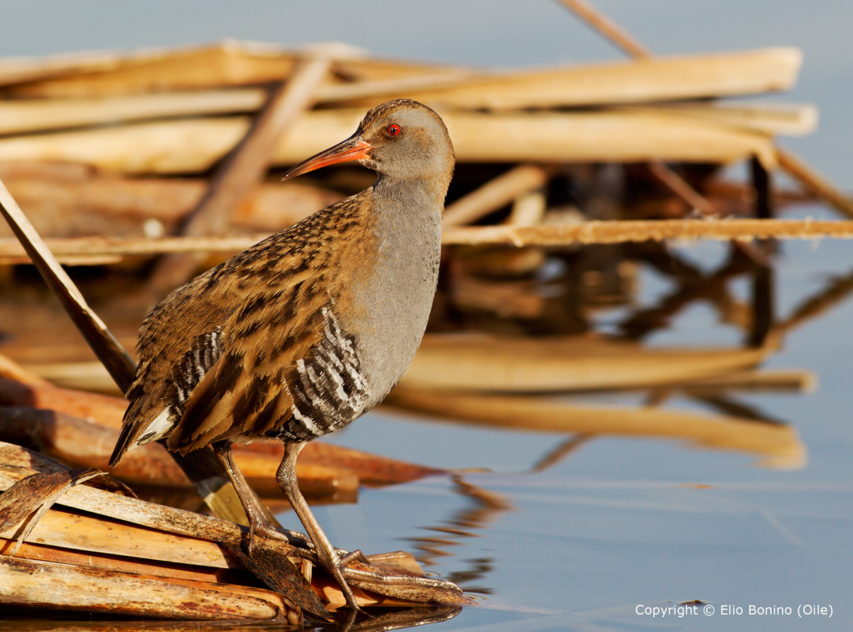 Water Rail (Rallus aquaticus), cec are welcome, hello Elio