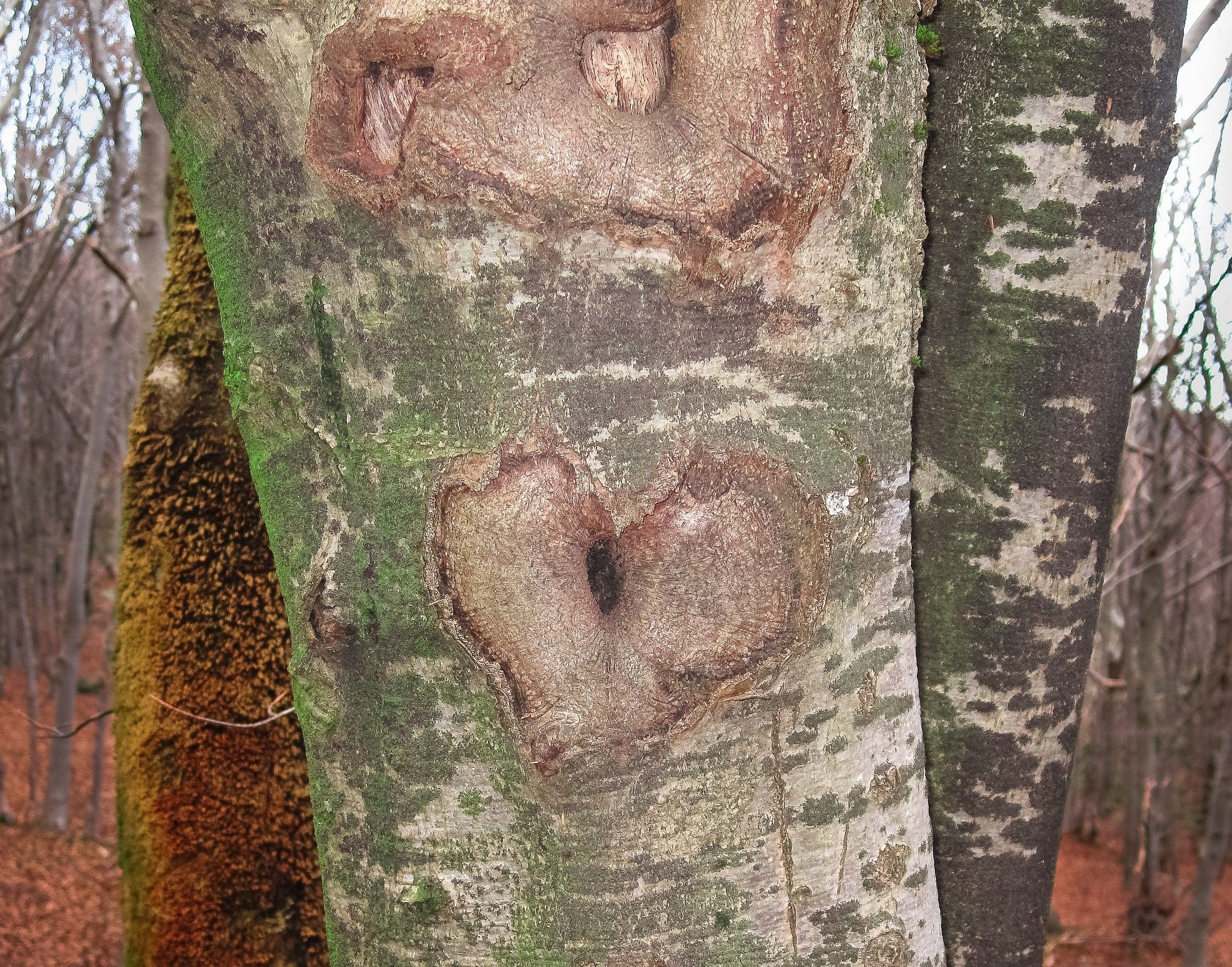 cuore d'albero