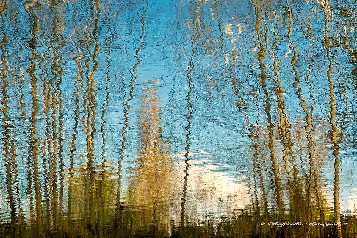 Afternoon Reflections