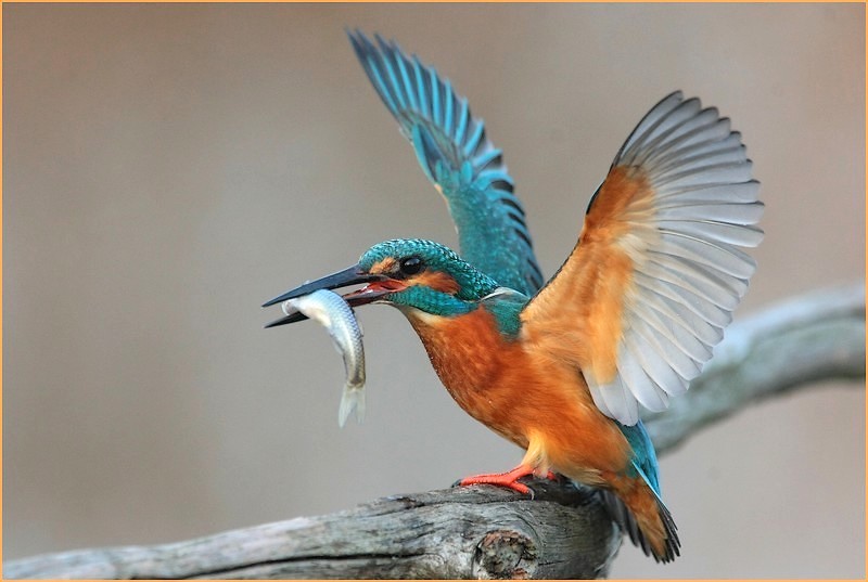 martin pescatore,,, Canon MarkIII, ob, Canon 300,f,2.8, mono...