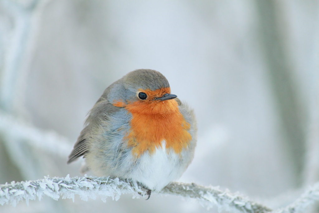 pettirosso infreddolito