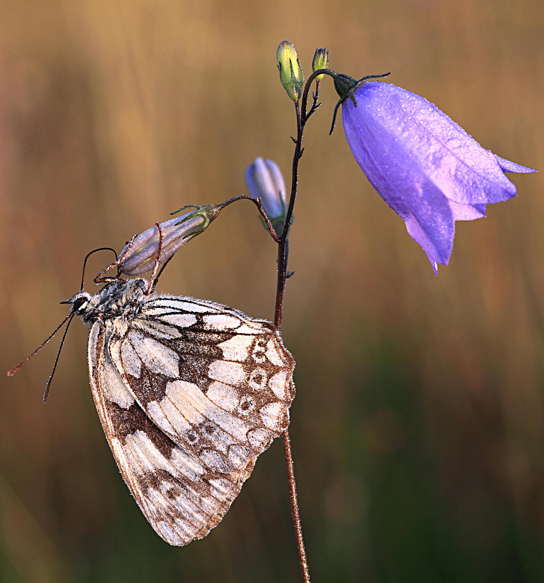 Melanargia galathea