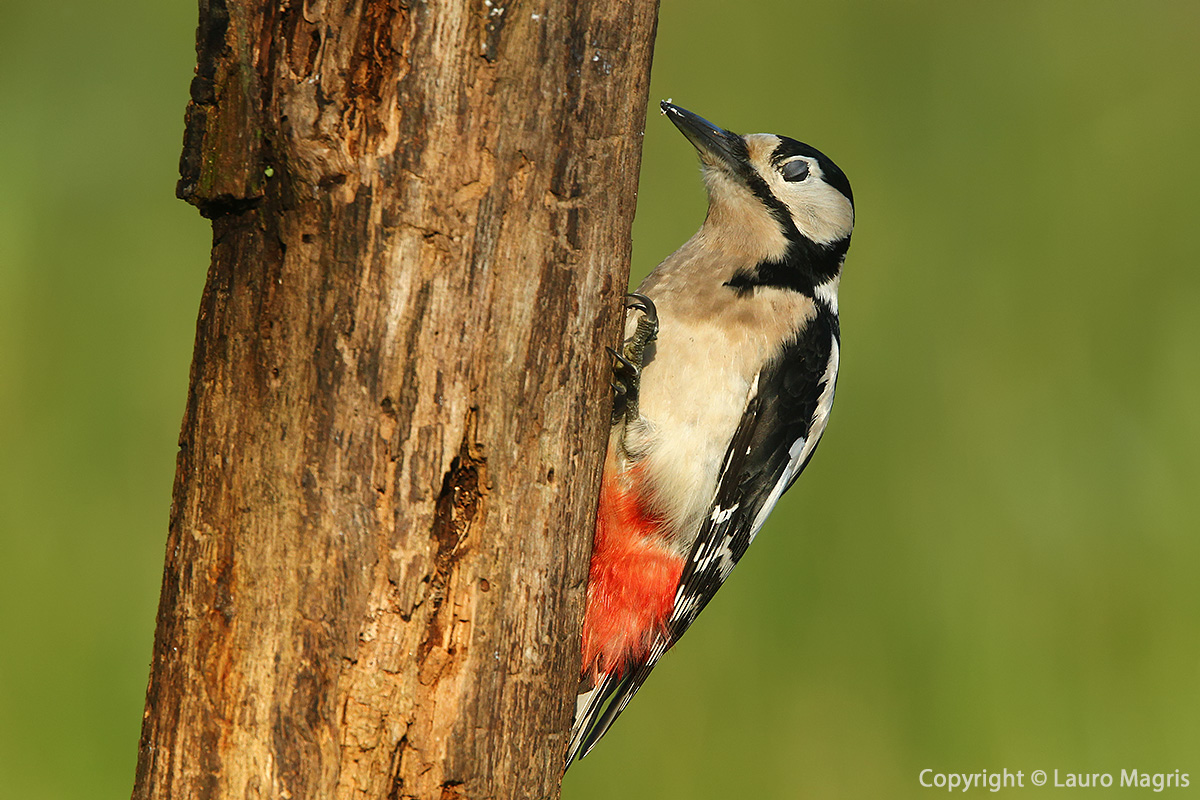 Il bello addormentato