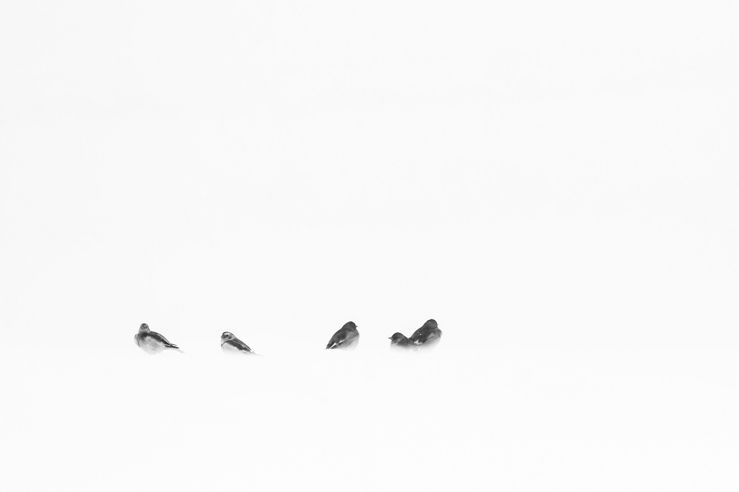 zigoli VS fringuelli