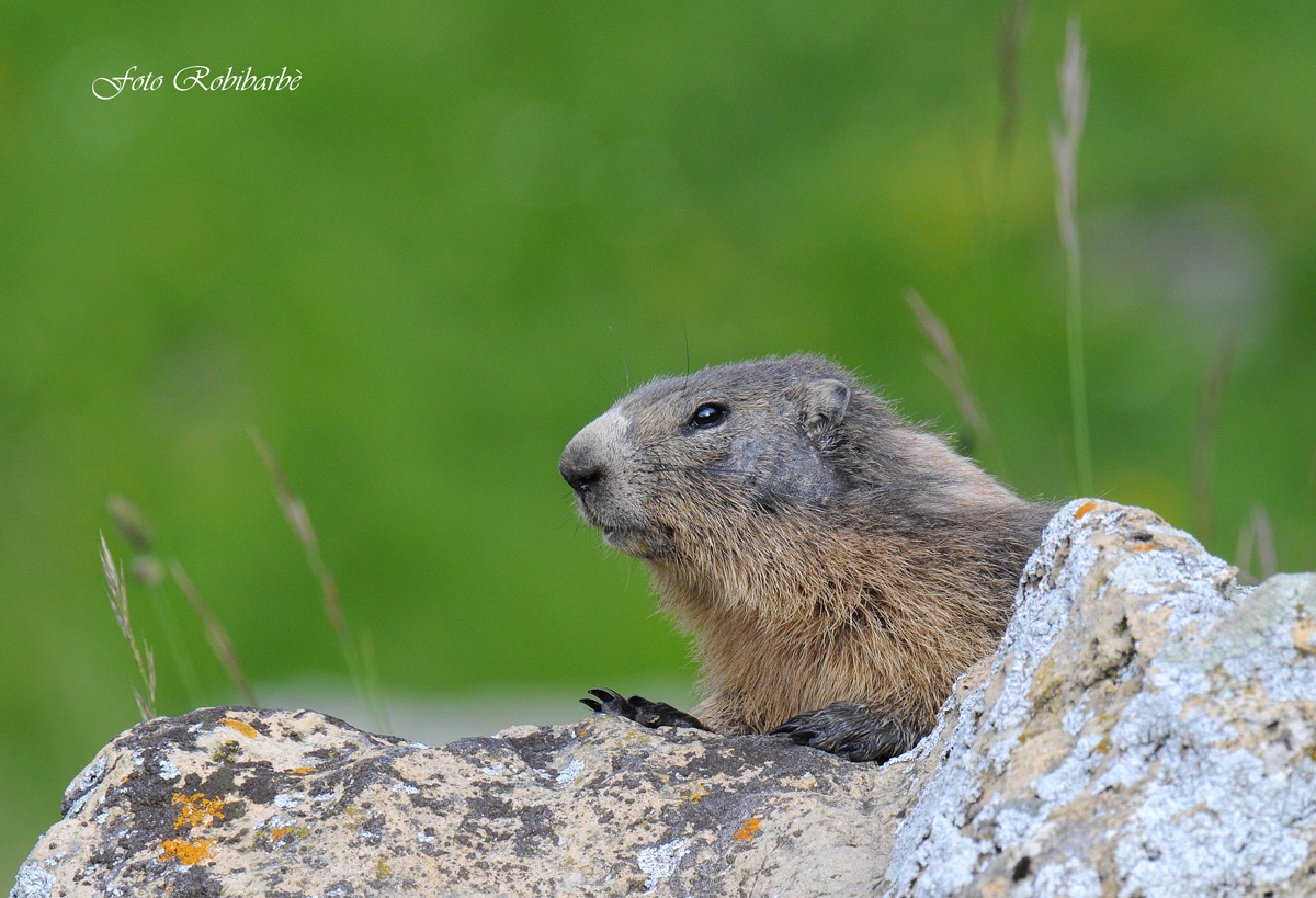 Marmotta...