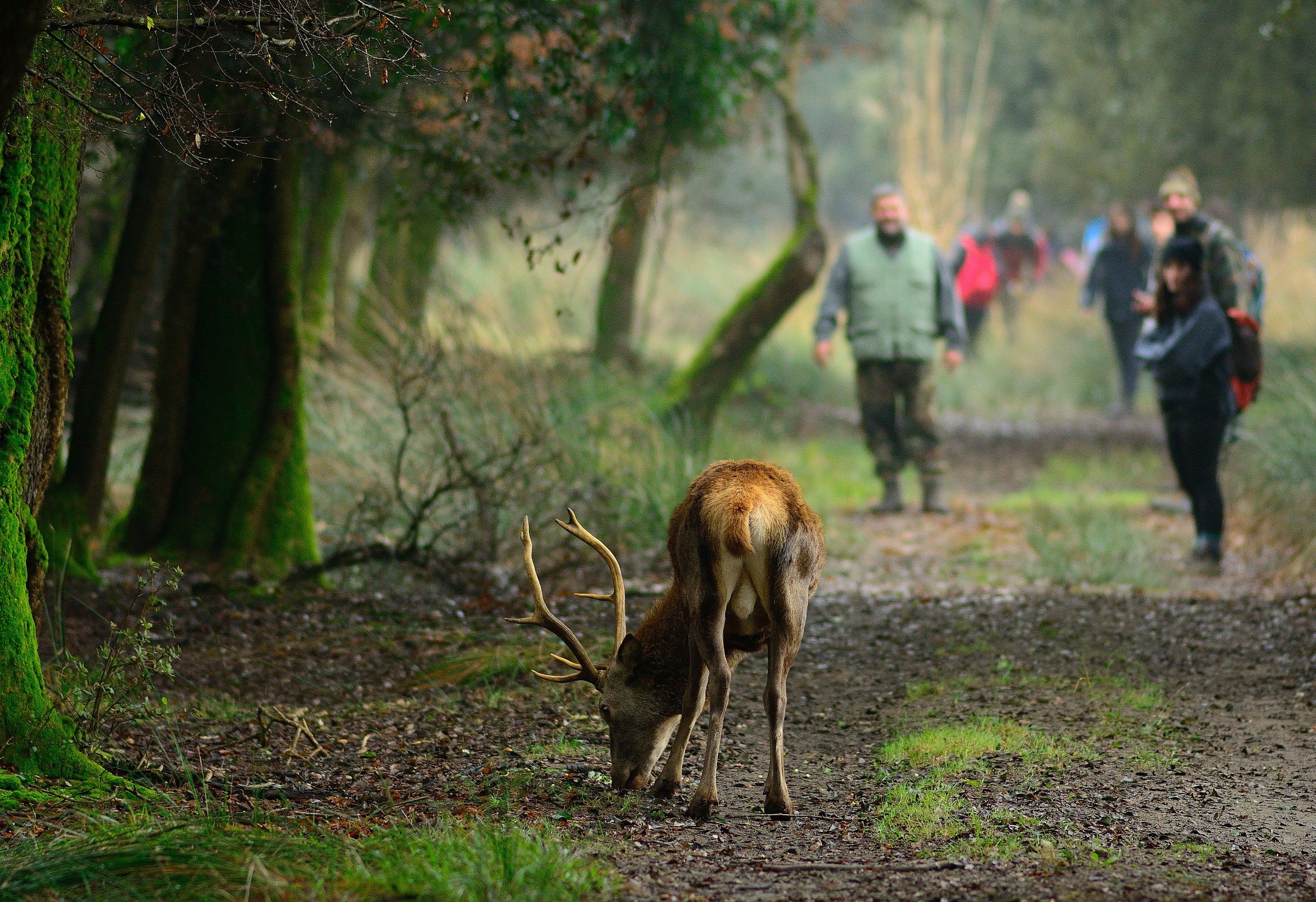 Cervo confidant sided with the front stop