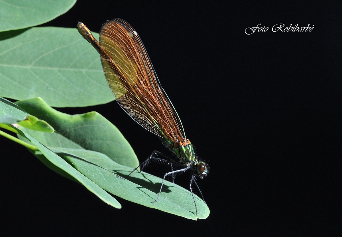 Riflessi ed ombre....