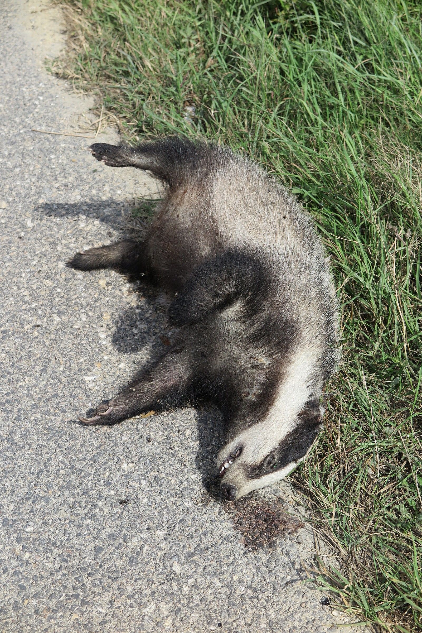 The Badger wanted to live.