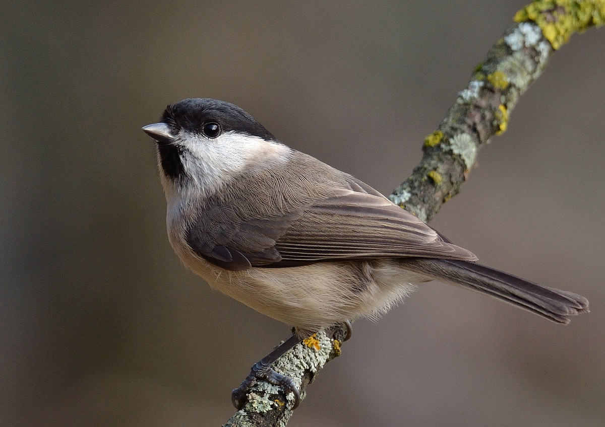 coal tit