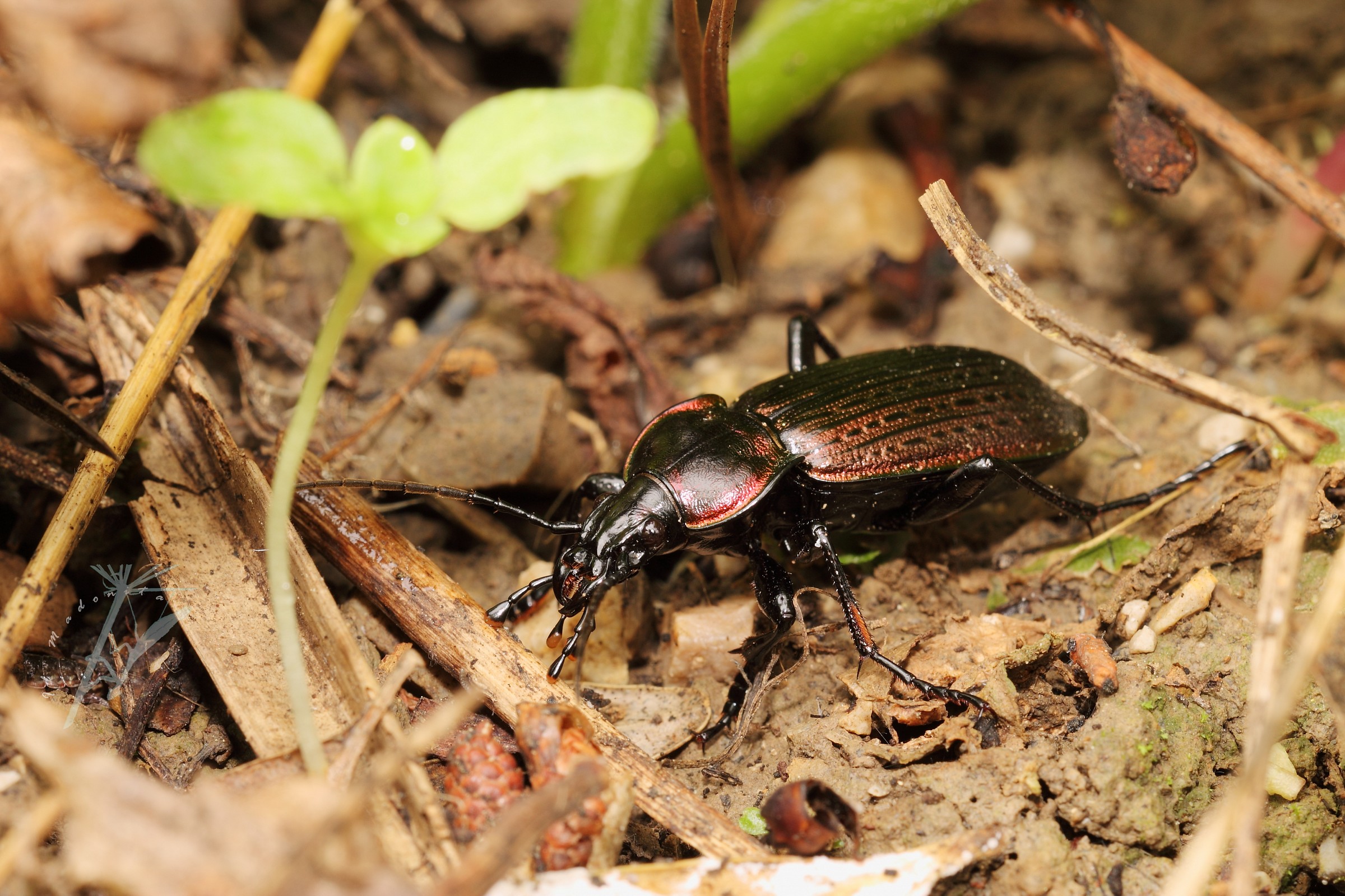 Carabus morbillosus alternans