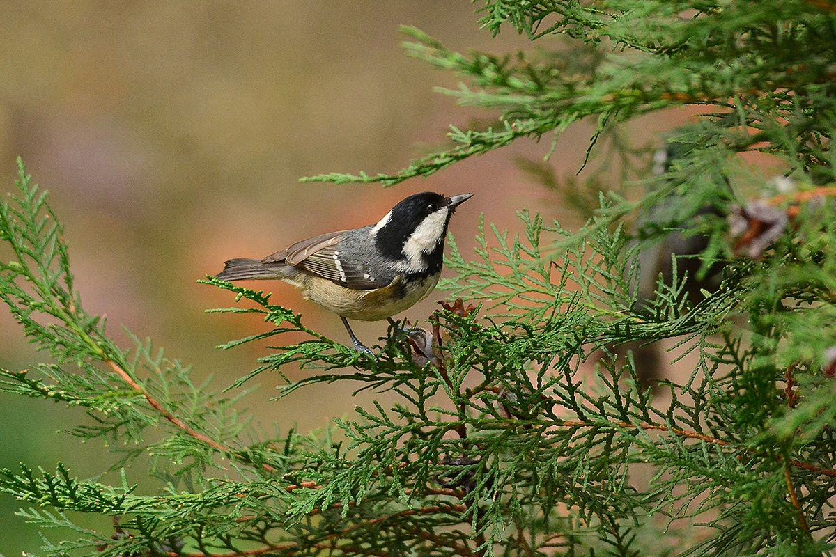 cincia mora in giardino