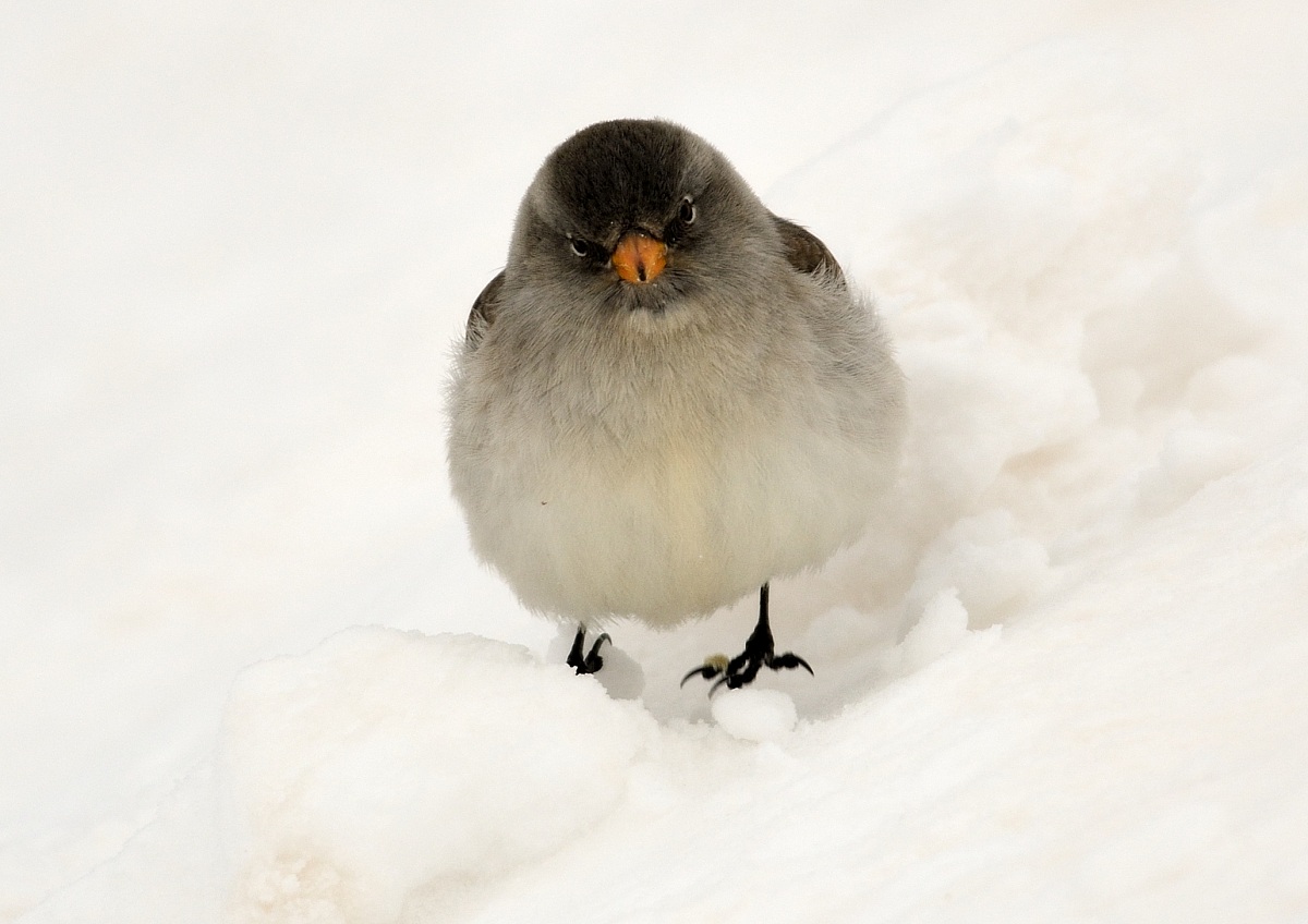 fringuello alpino in×so