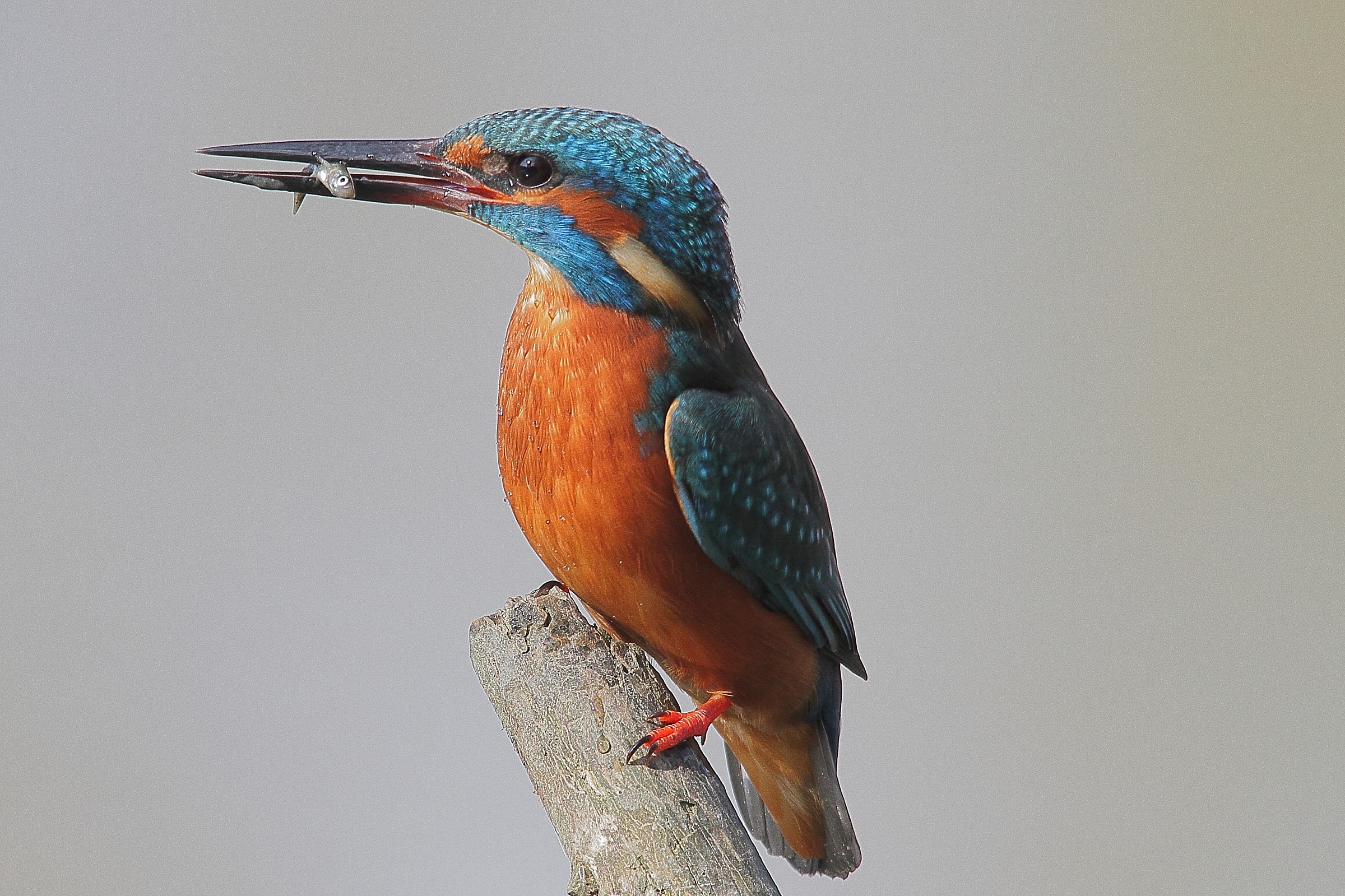 Kingfisher
