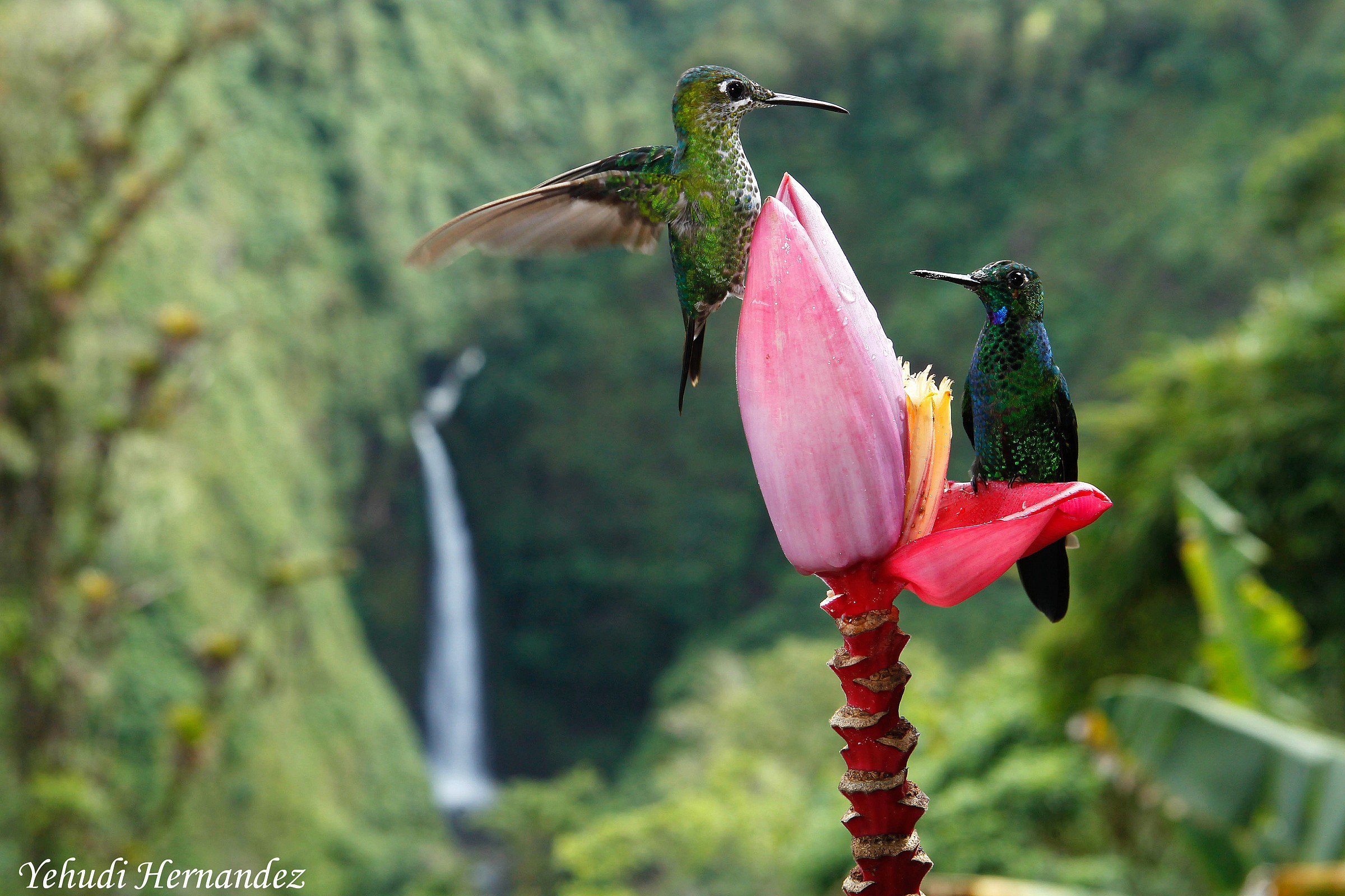 Costa Rica, terra di colibrì e cascate.