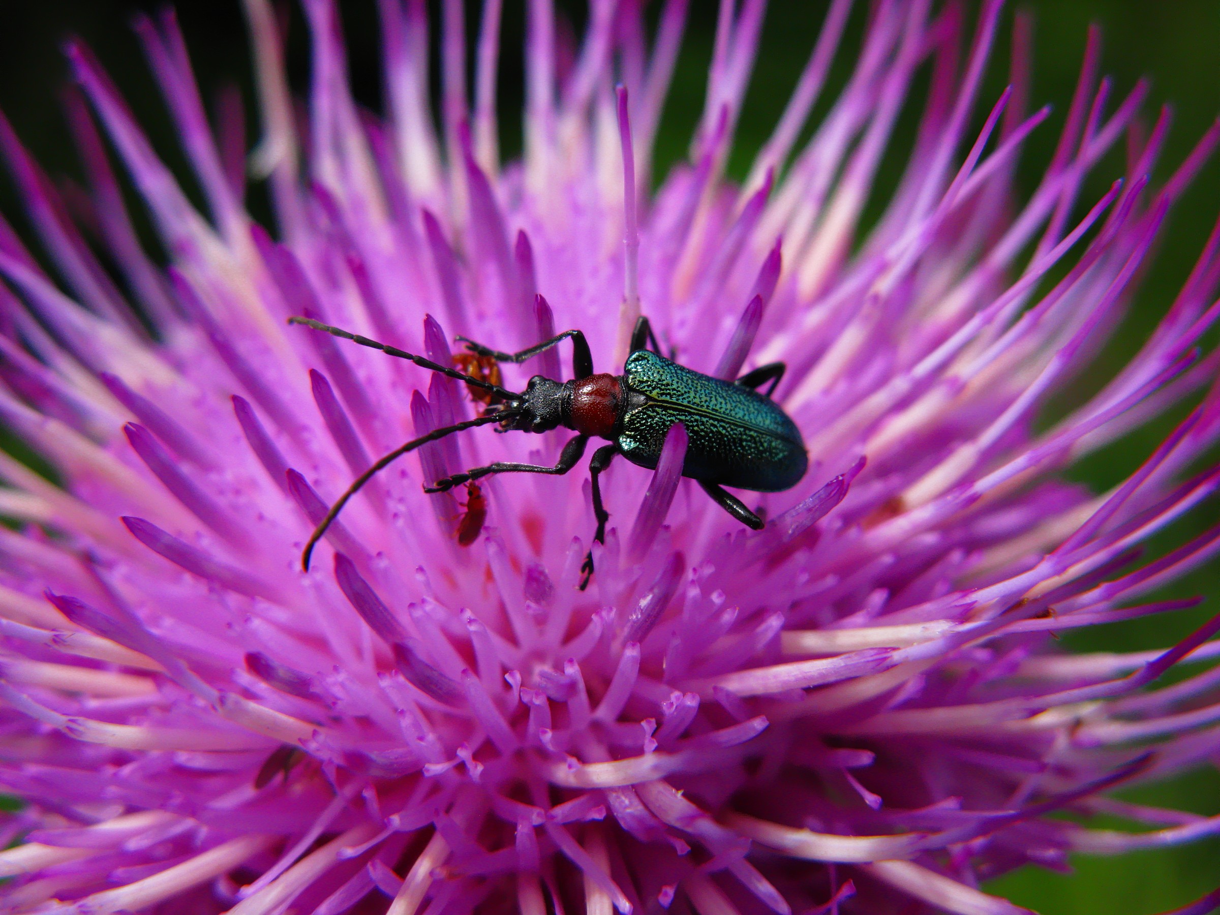 the thistle flower and her guests