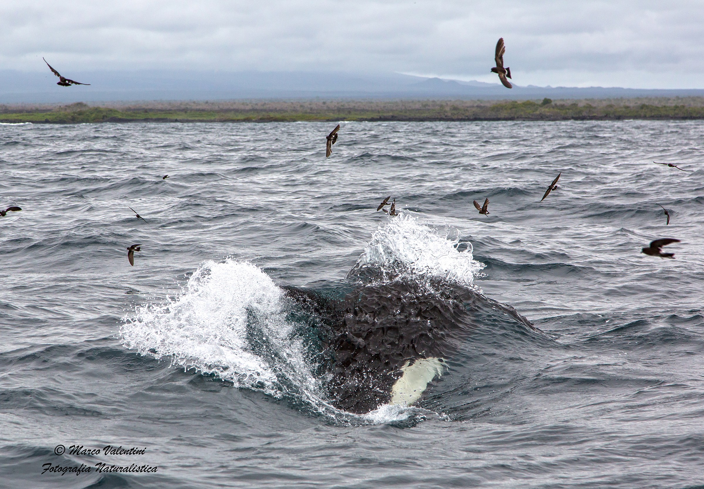 The orca in the wave