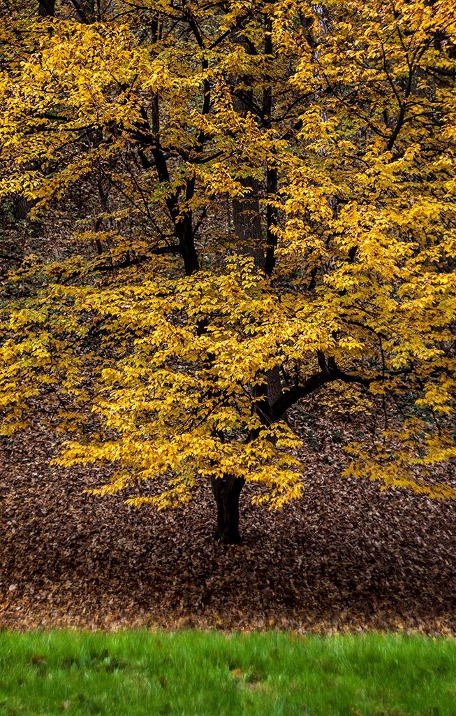 Pri_Helios 44_2_mg_9372