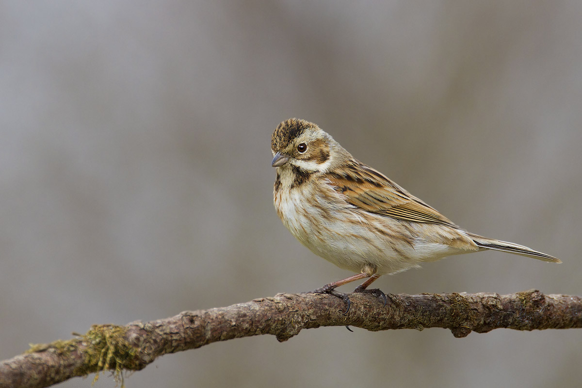 Migliarino Di Palude