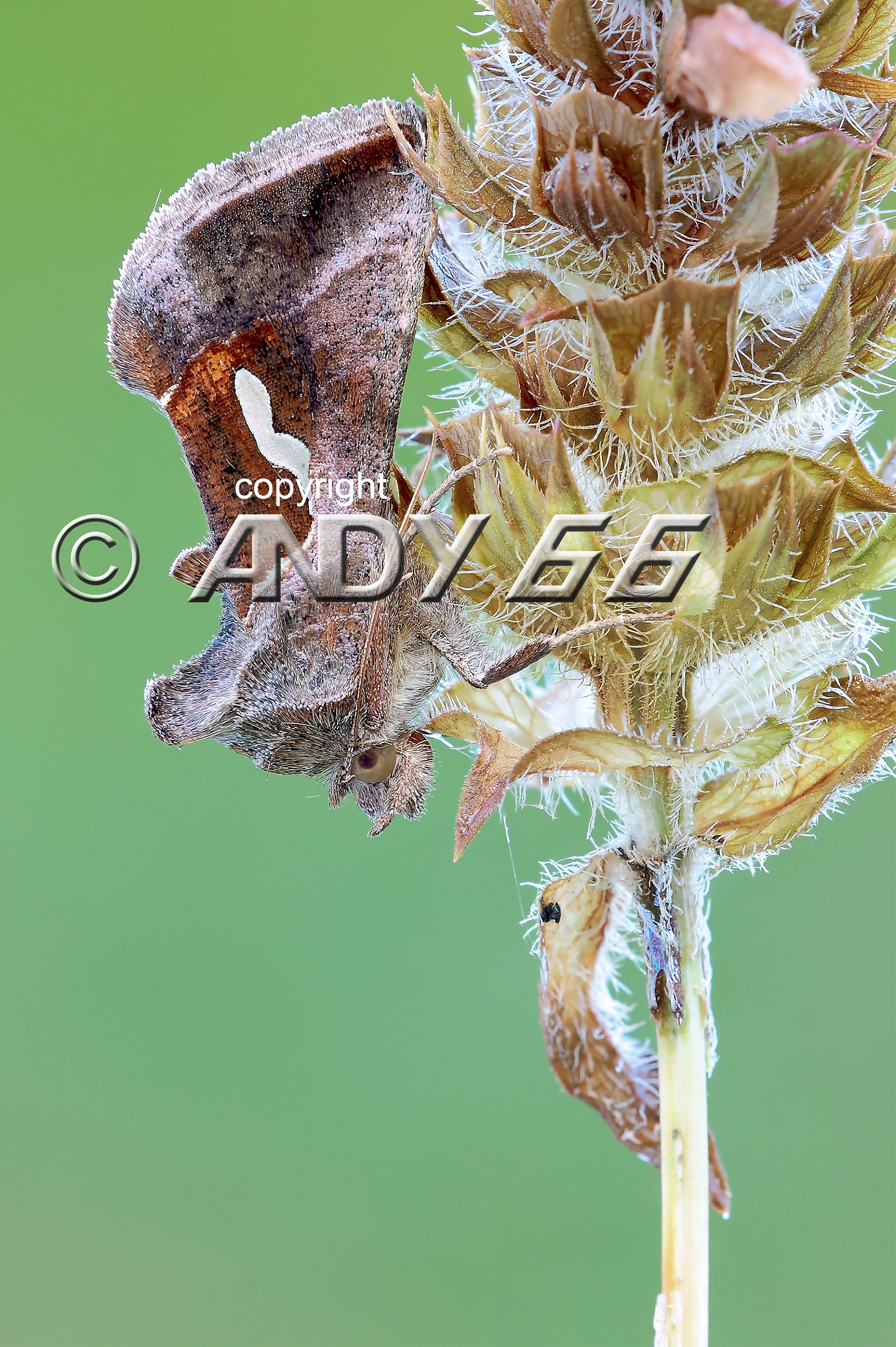 Macdunnoughia confused