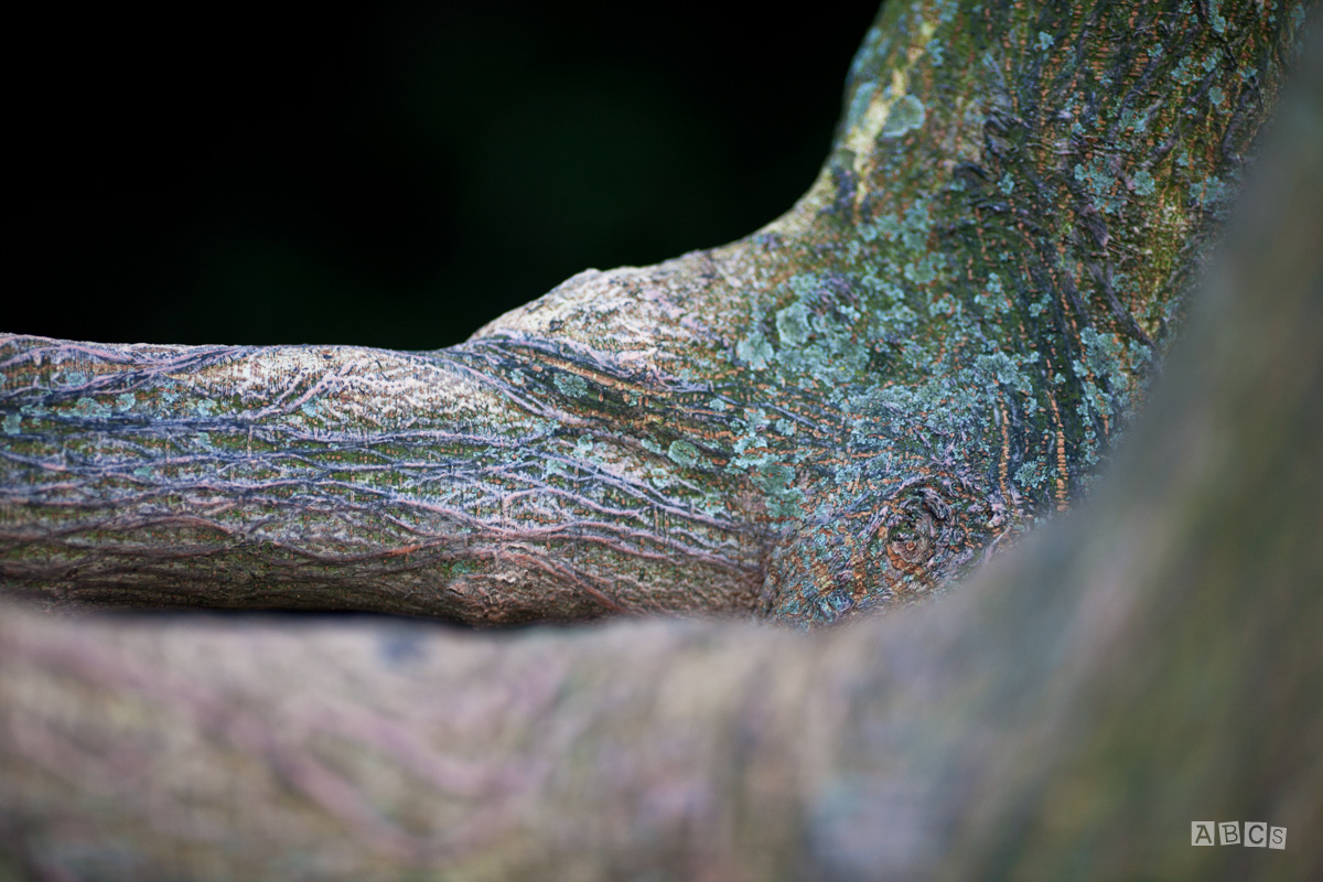 anthropomorphic nature