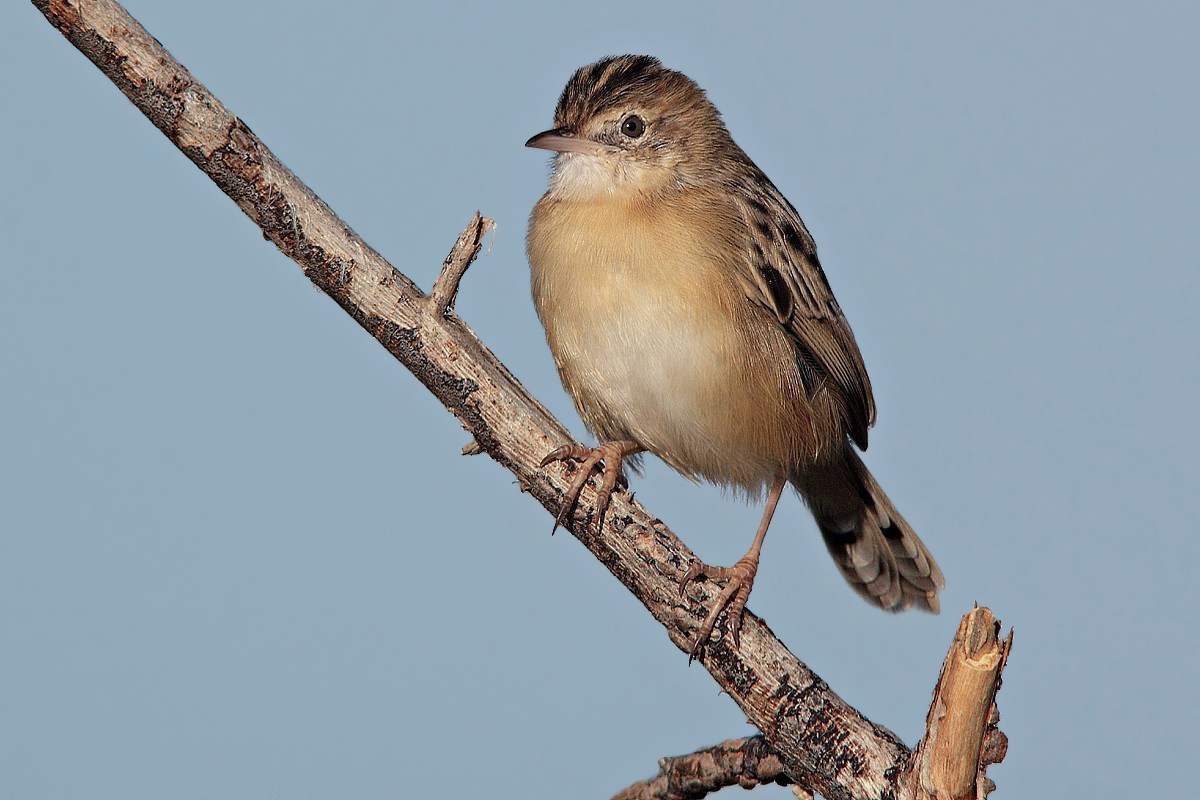 Beccamoschino al sole
